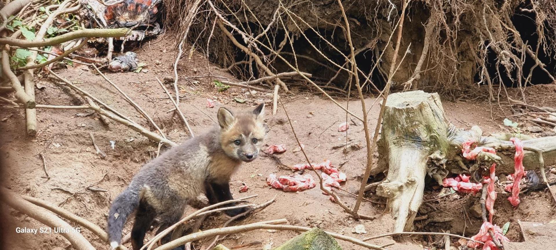 The parrot hotel, live in a rescue animal park
