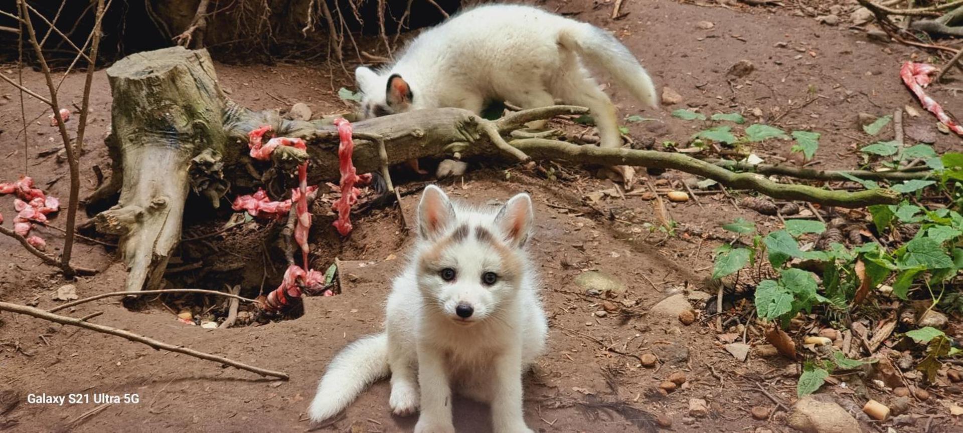 The parrot hotel, live in a rescue animal park