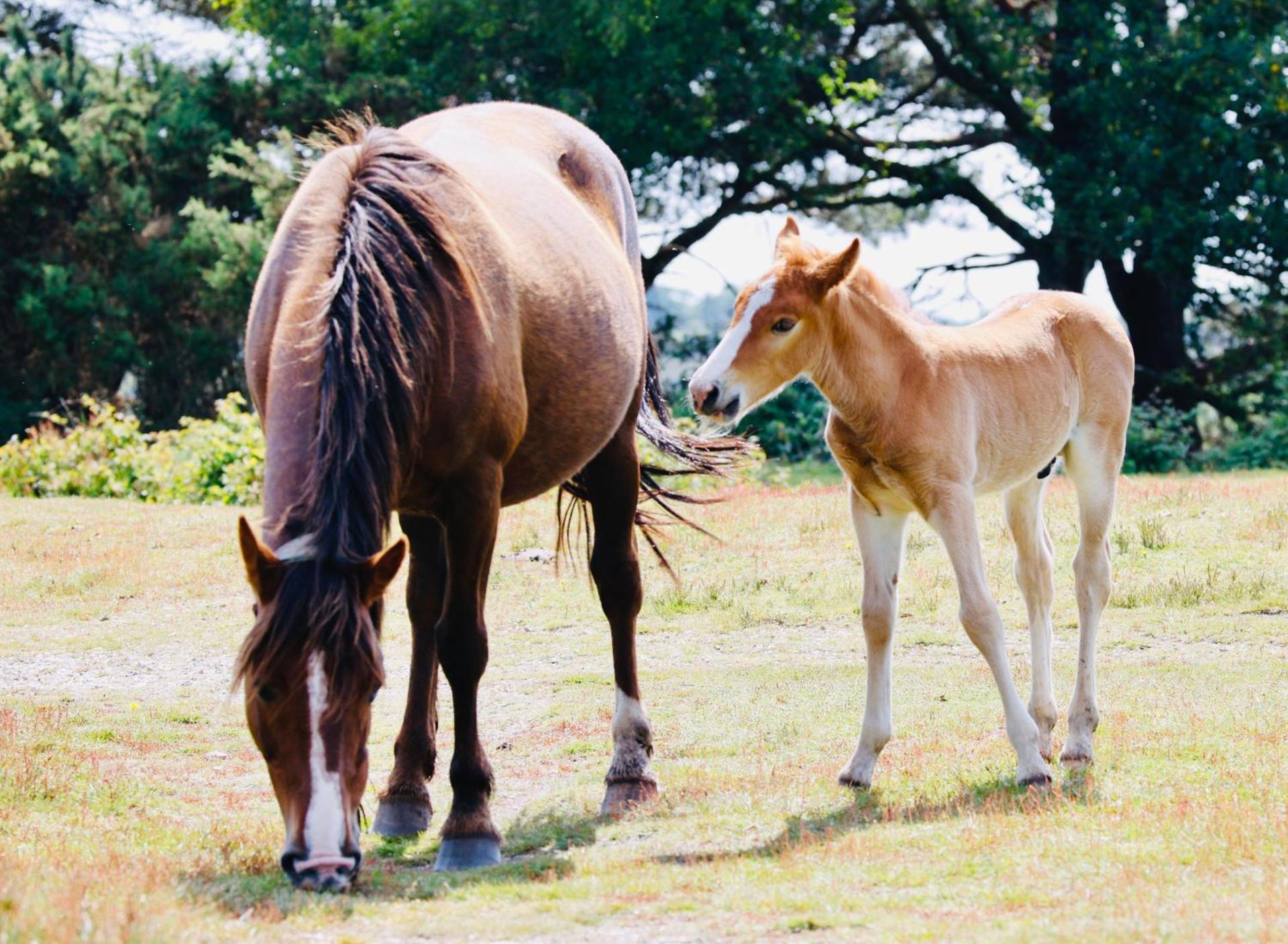 Little Woodside a beautiful New Forest self contained private luxury annexe