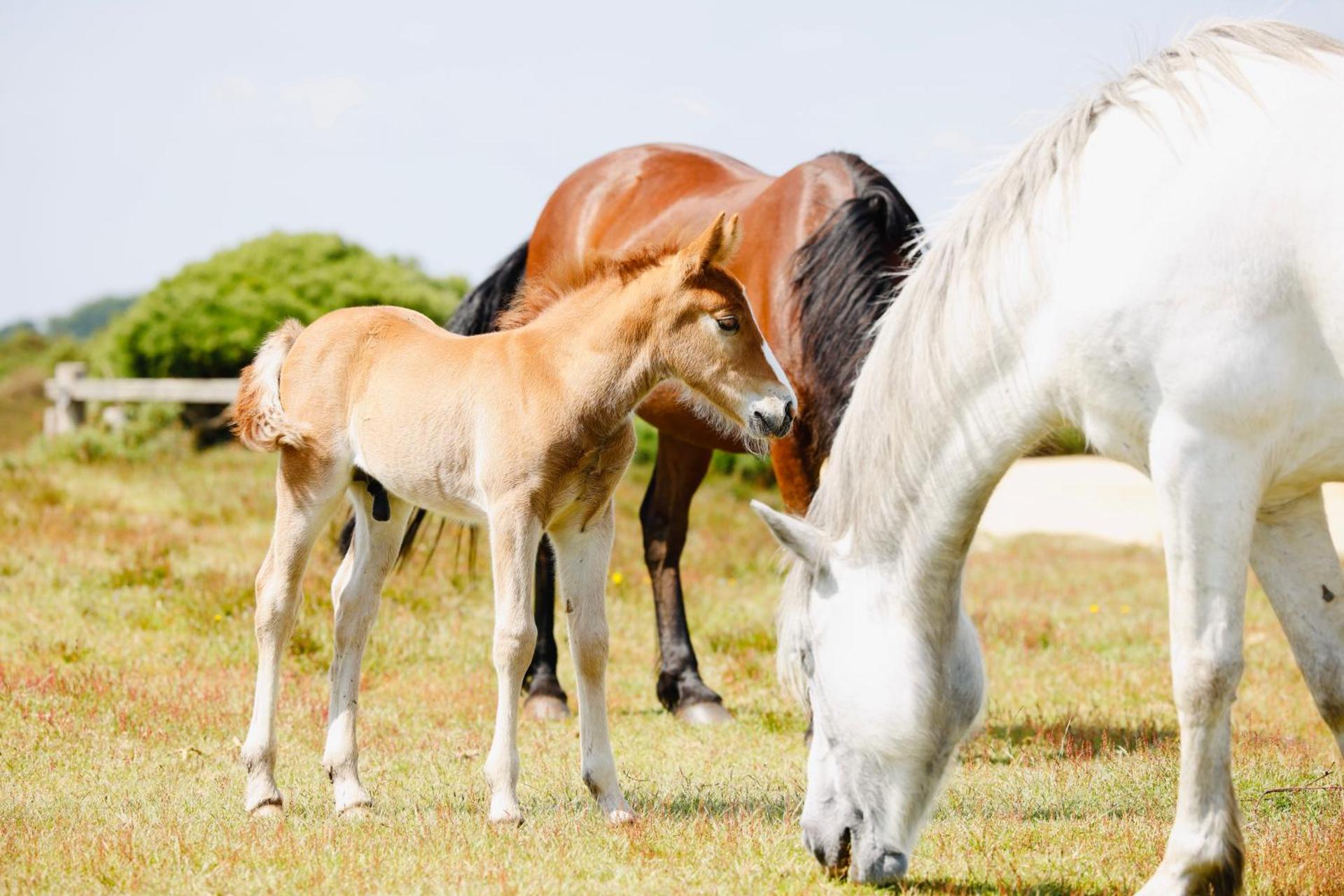 Little Woodside a beautiful New Forest self contained private luxury annexe