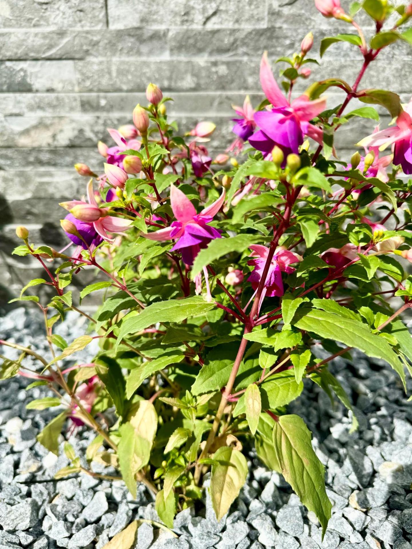 The Milton Accommodation