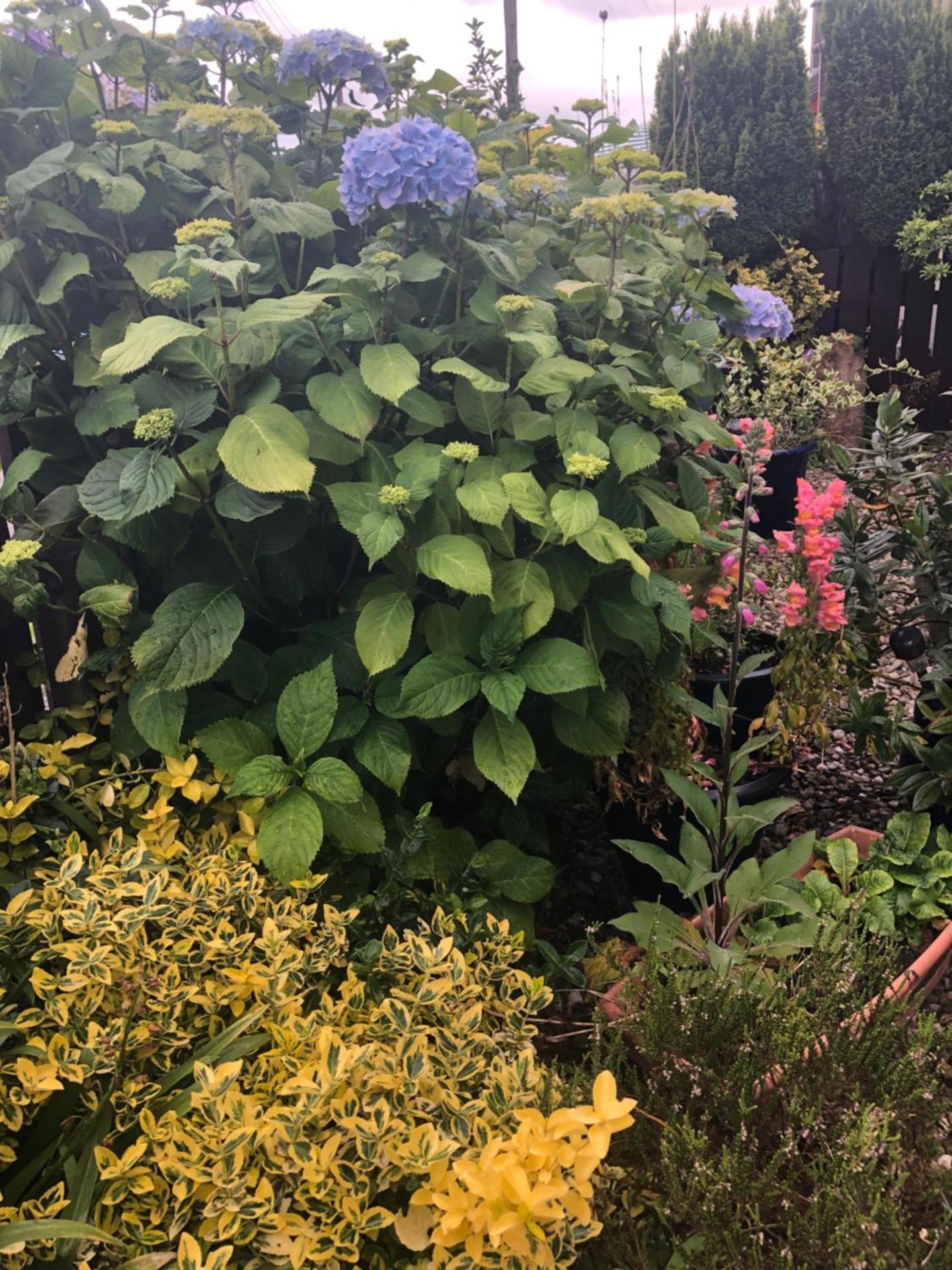 PondeROSEa Cottage Free Gated Parking M1 & City location, wood stove