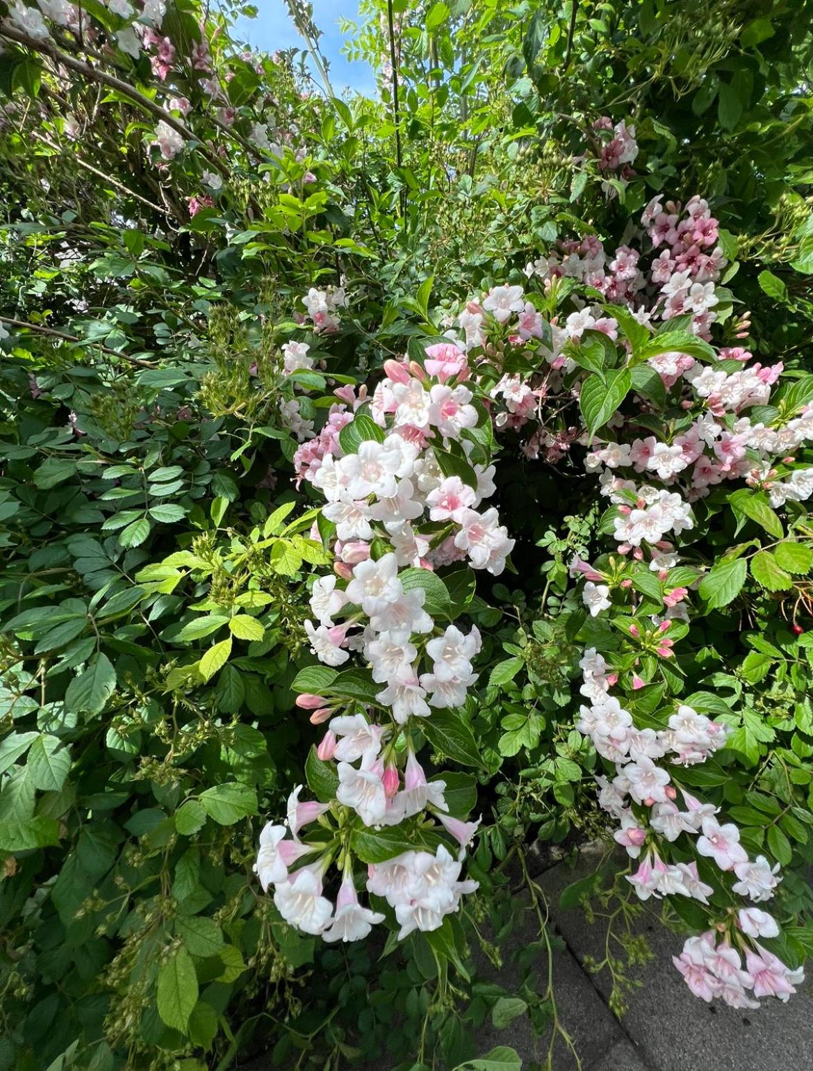 Palmen Apartment direkt in Bad Aibling