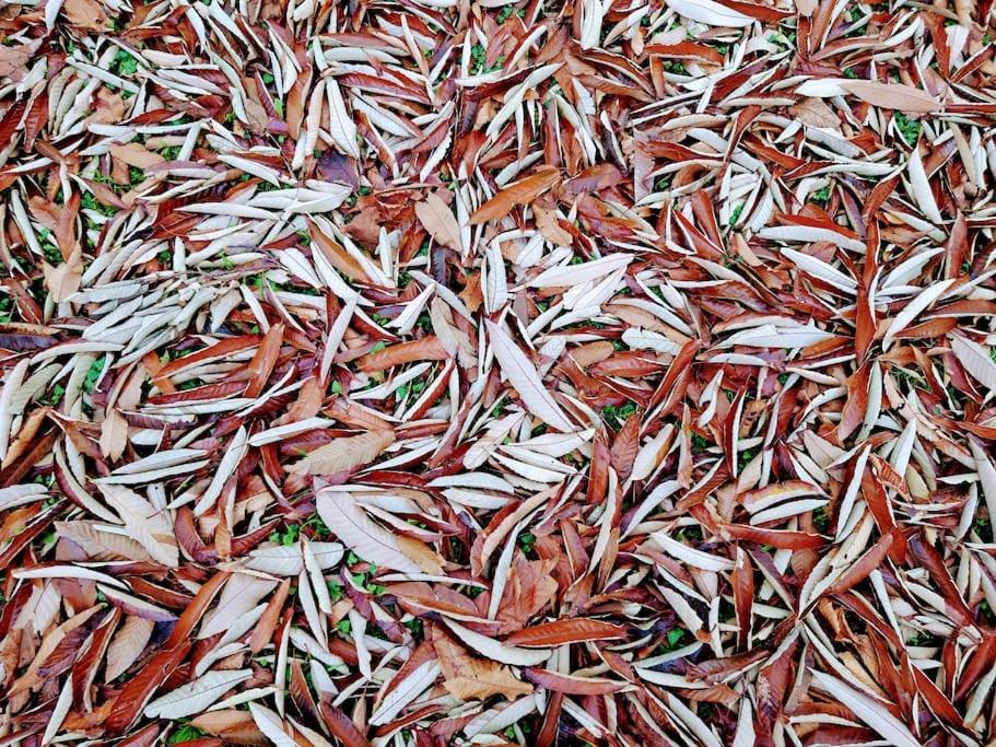 Casita tranquila, con finca y cerca de las playas