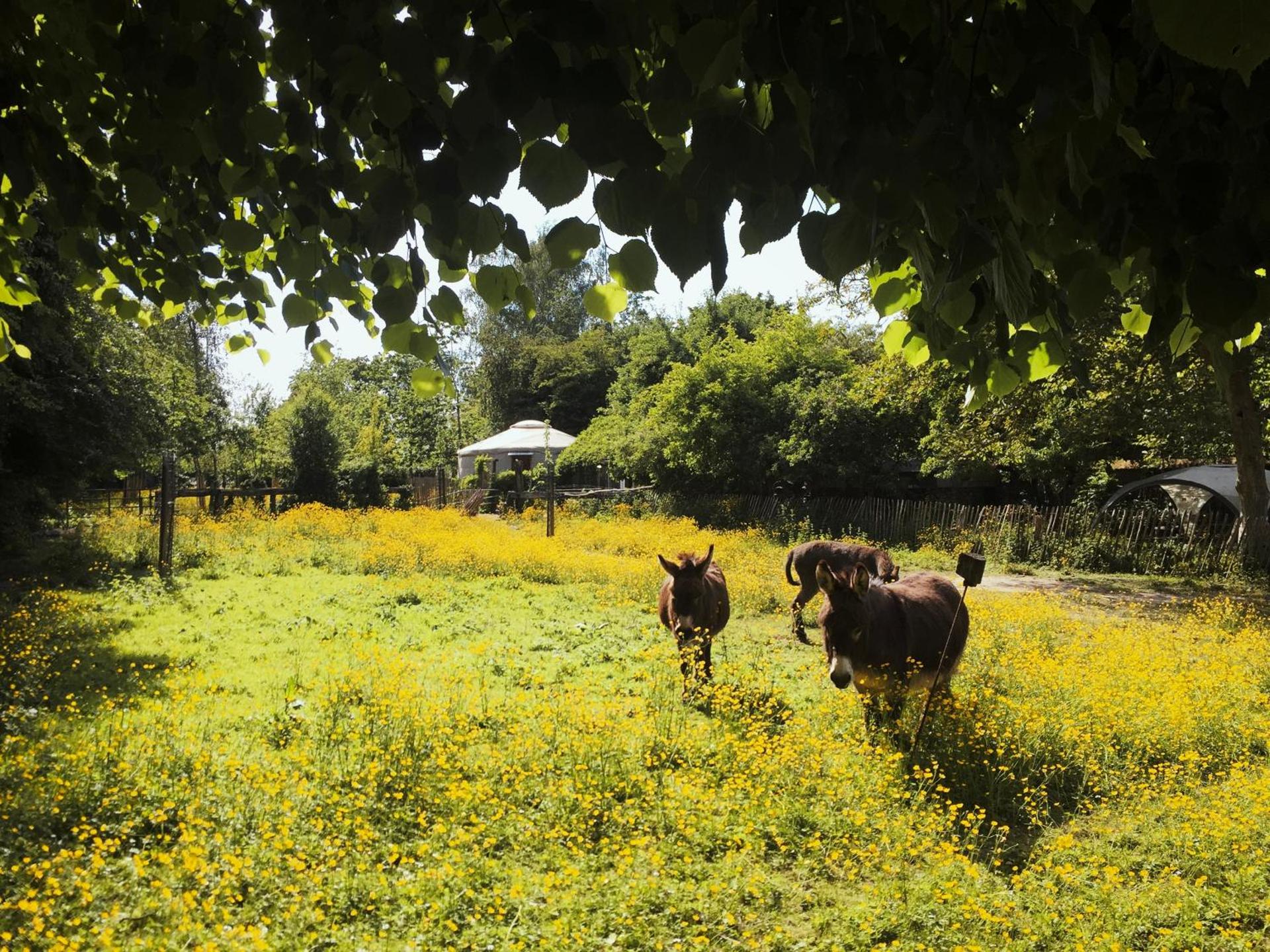 La yourte du verger d Hellebecq