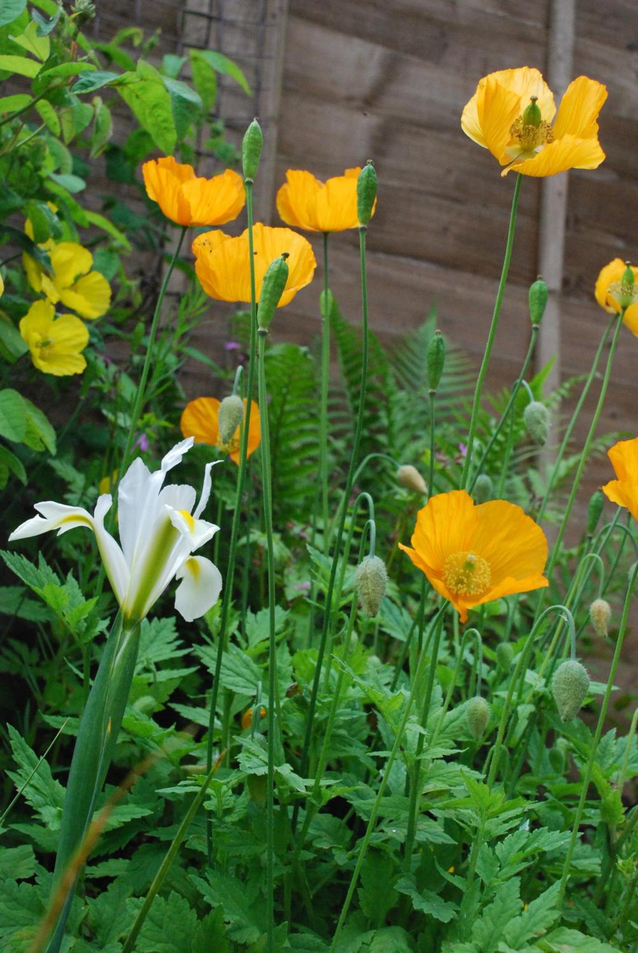 Character cottage in the heart of Uplyme.