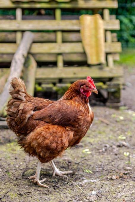 Cosy Cotswolds Retreat near Bath & Castle Combe