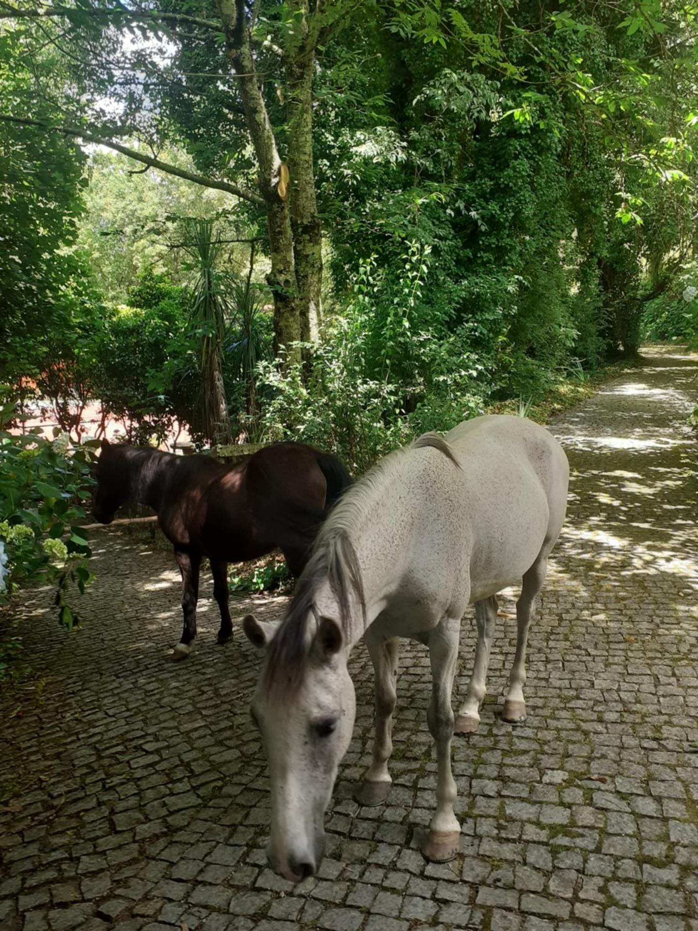 Quinta do Castro Wood House