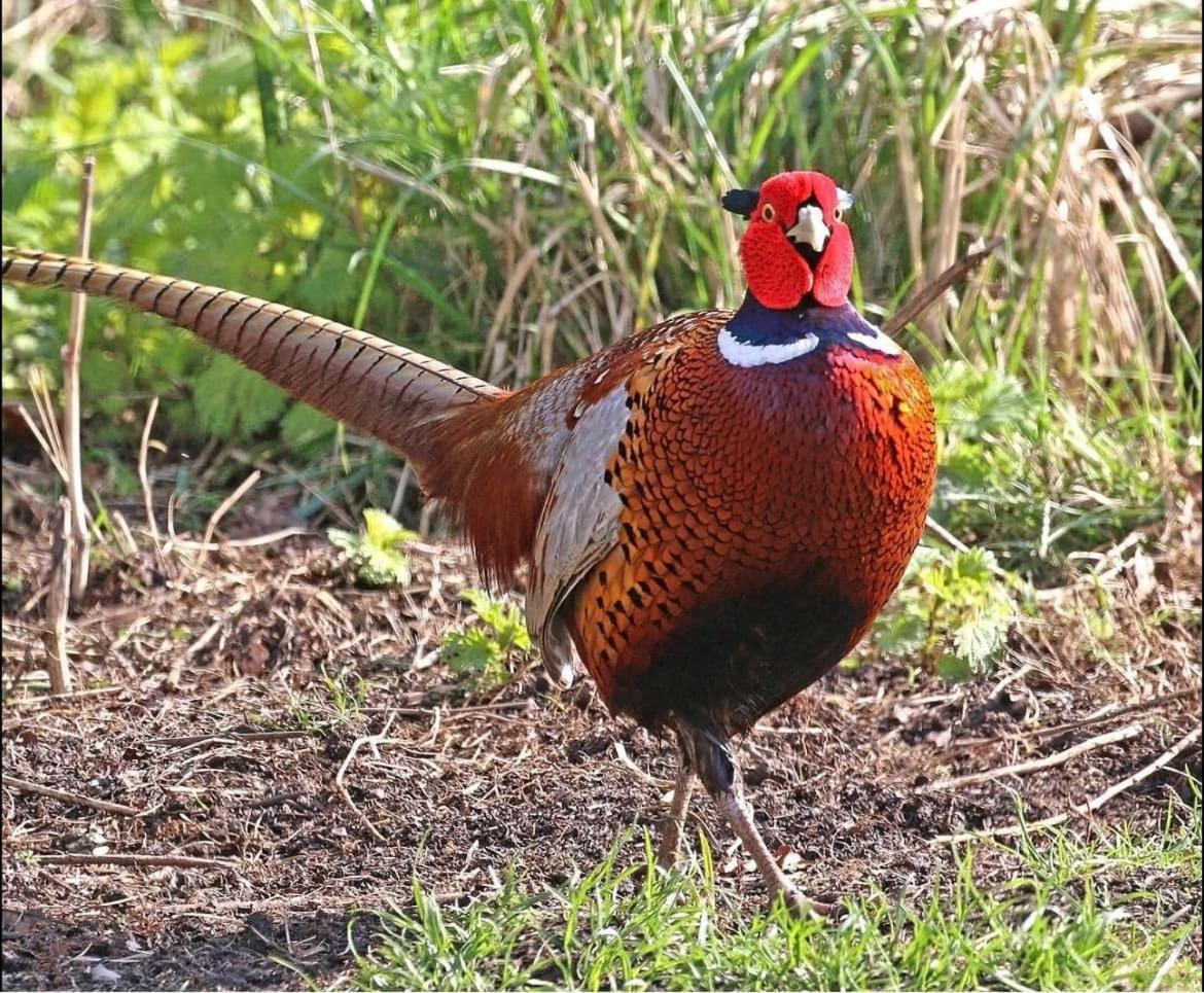 Welsh Villa-Hot Tub-Tenby-Carmarthen-Forestsetting