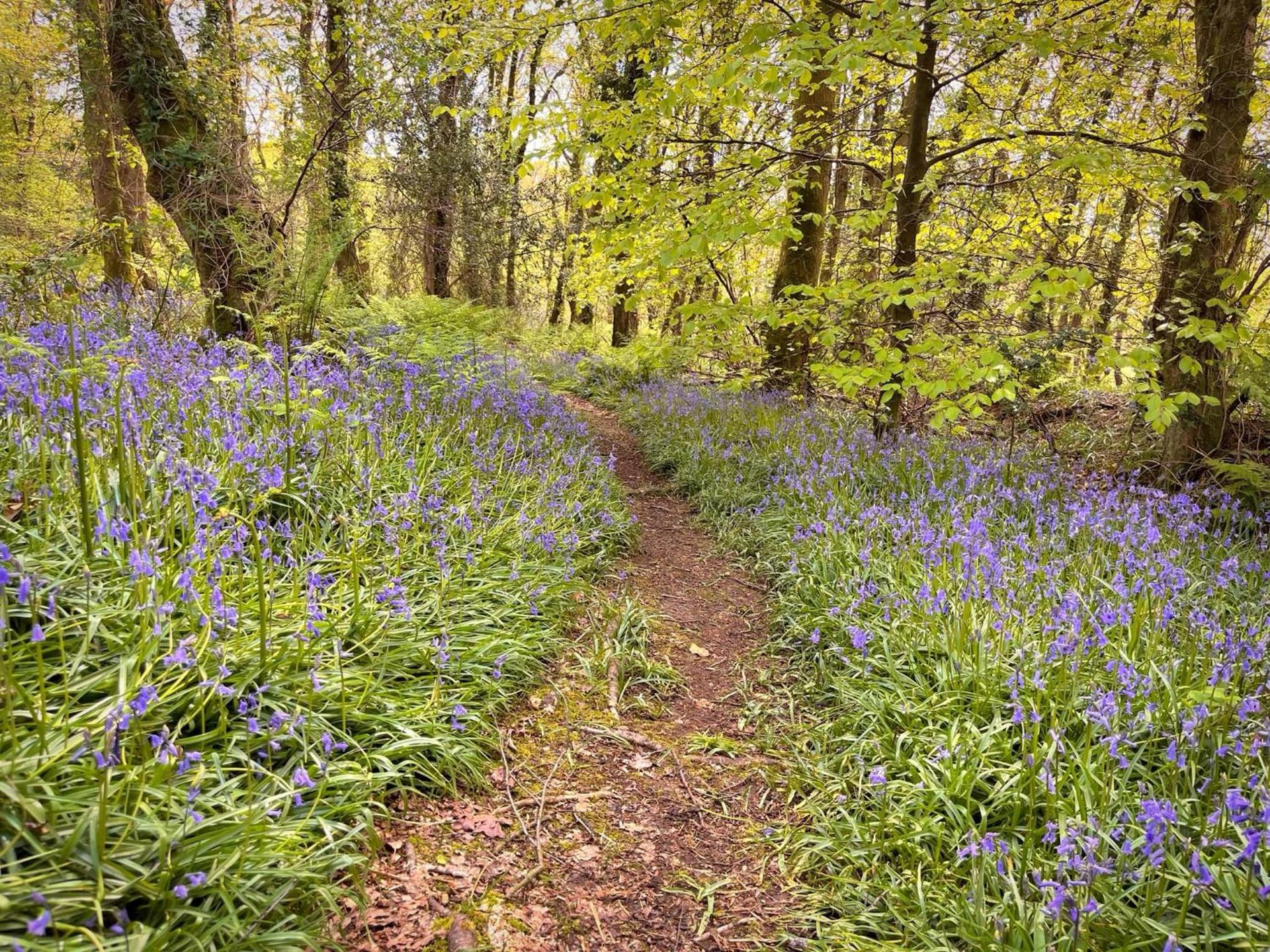 Snowdrop 10-Hot Tub-Woodlandlodges-St Clears-Pembrokeshire