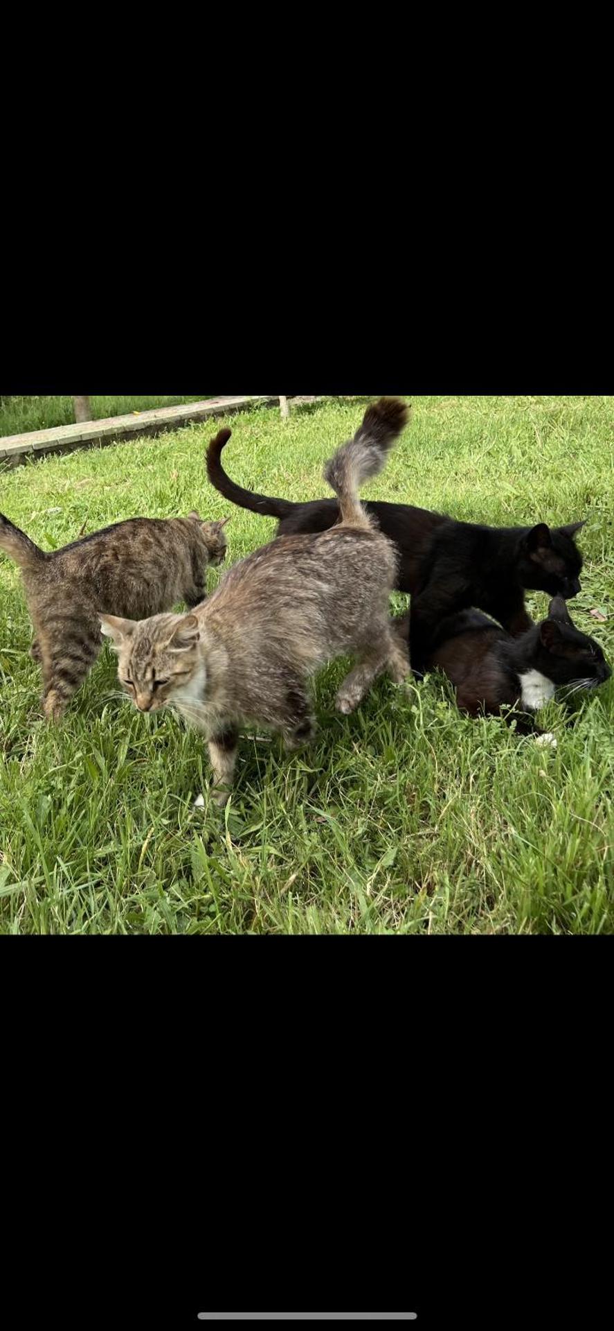 Camping villa lake shkodra