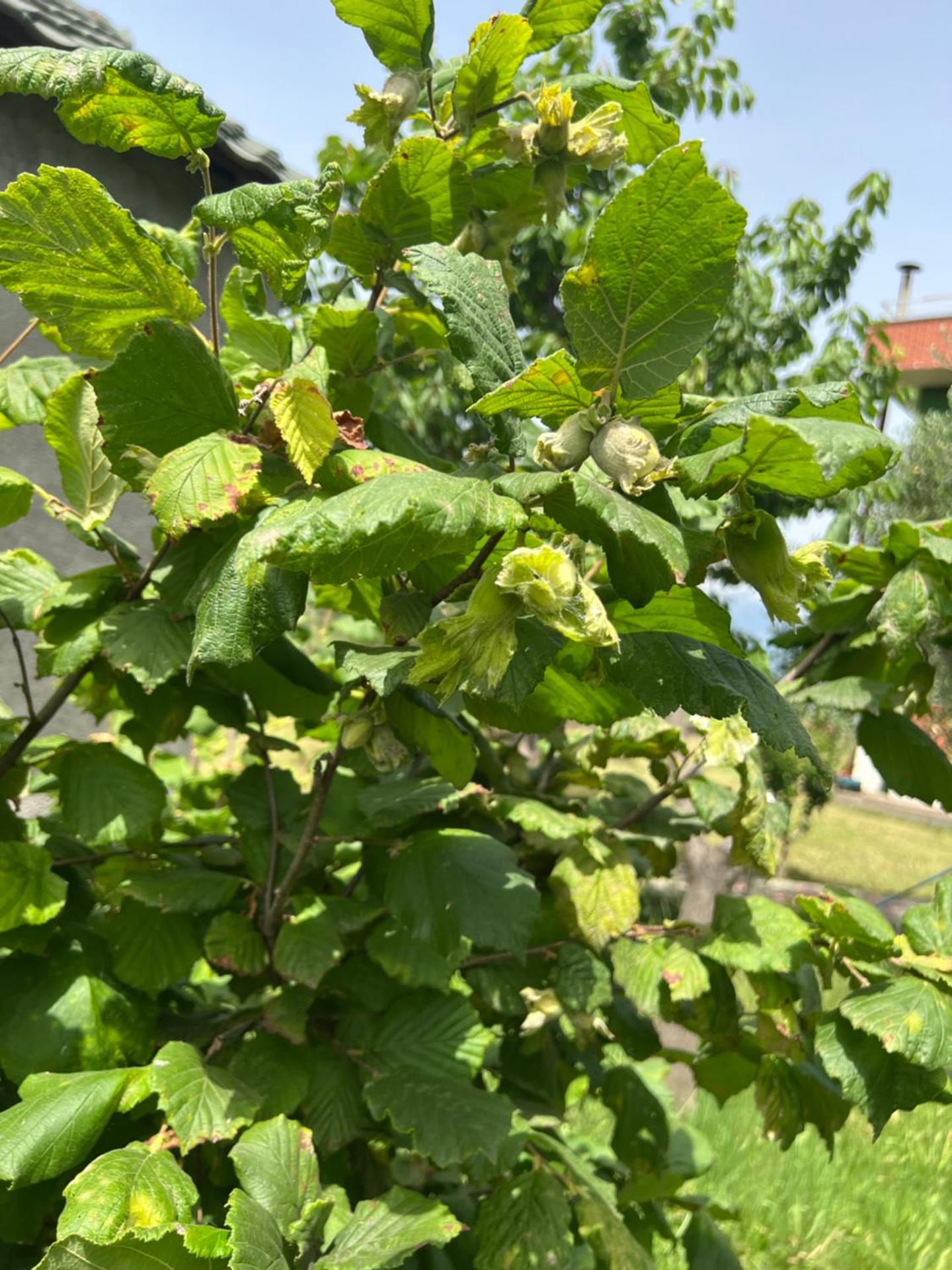Camping villa lake shkodra