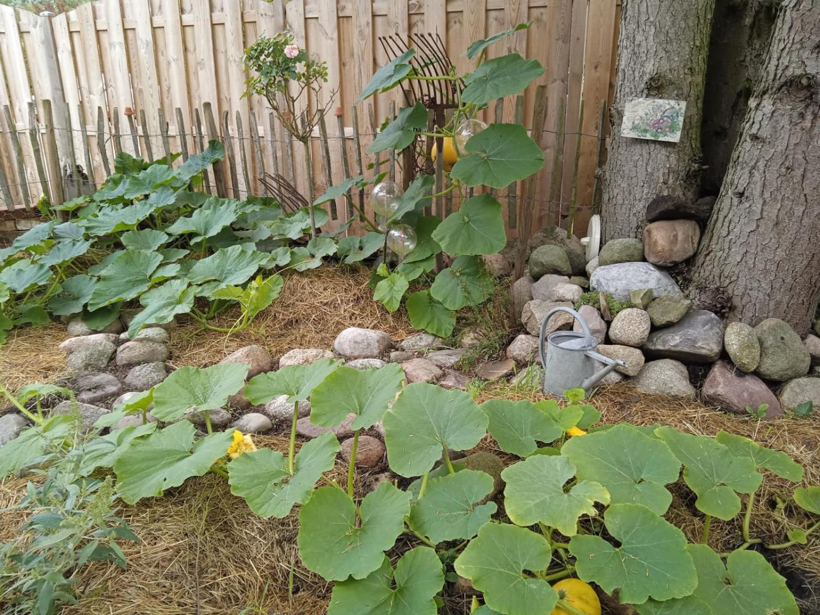 Schäferwagen auf'm Minibauernhof in Munster