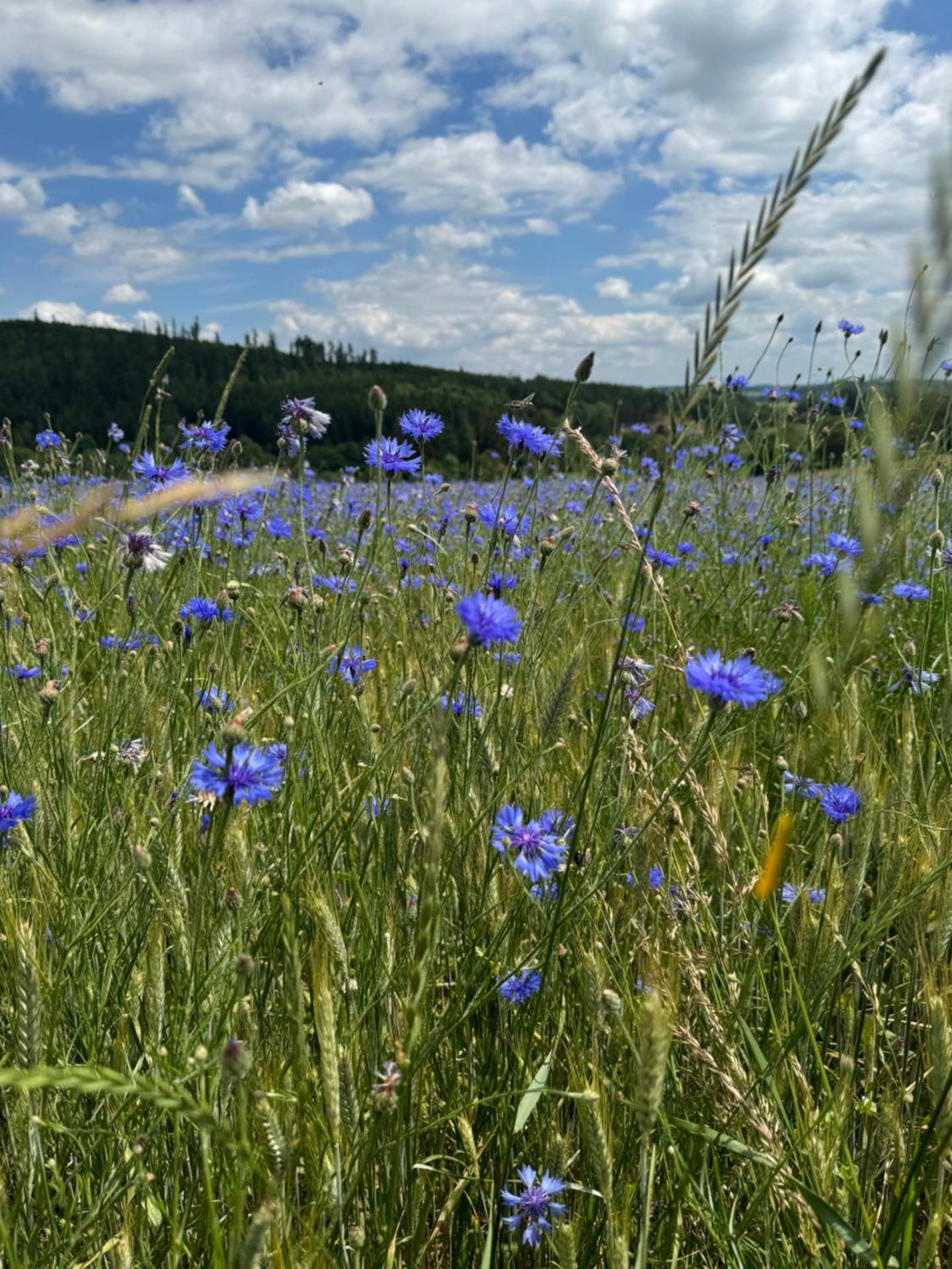 ApartmányVrbno Relax