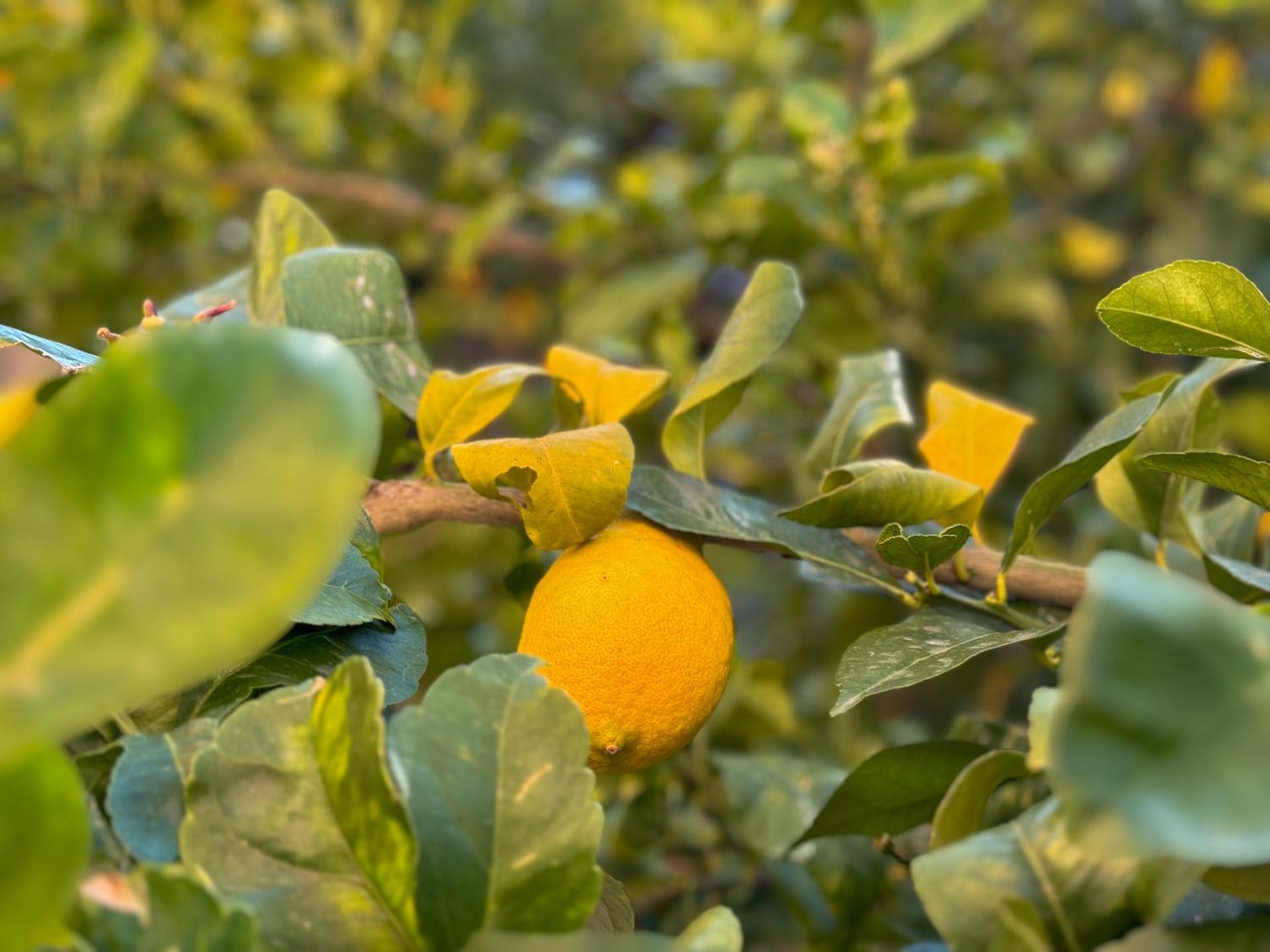 Mare, Monti e Limoni