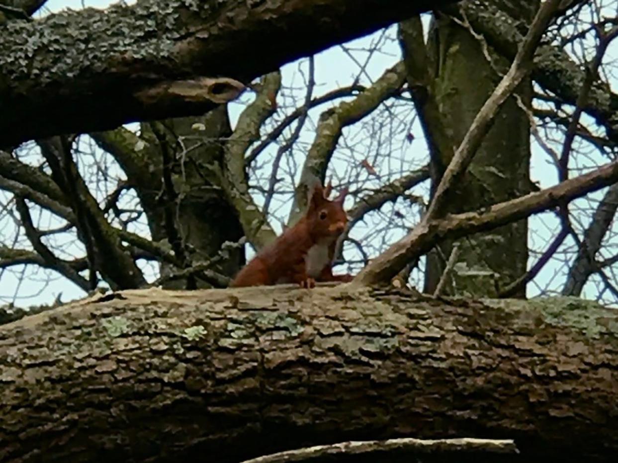 Orangerie du chateau
