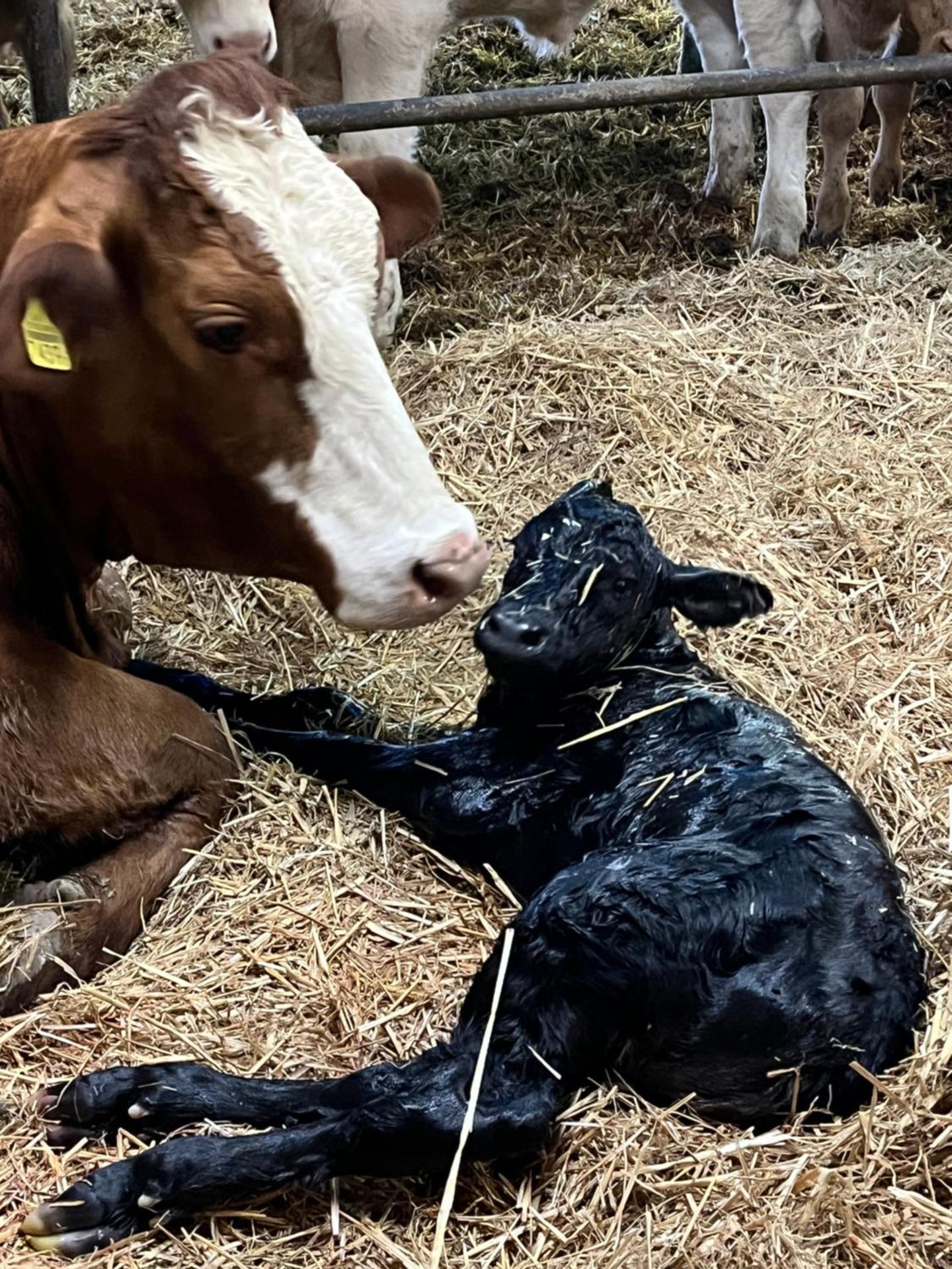 Ferienwohnung auf Bauernhof mit Hotpot und Sauna