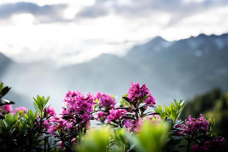 Quality Hosts Arlberg - AFOCH FEI - das Landhaus