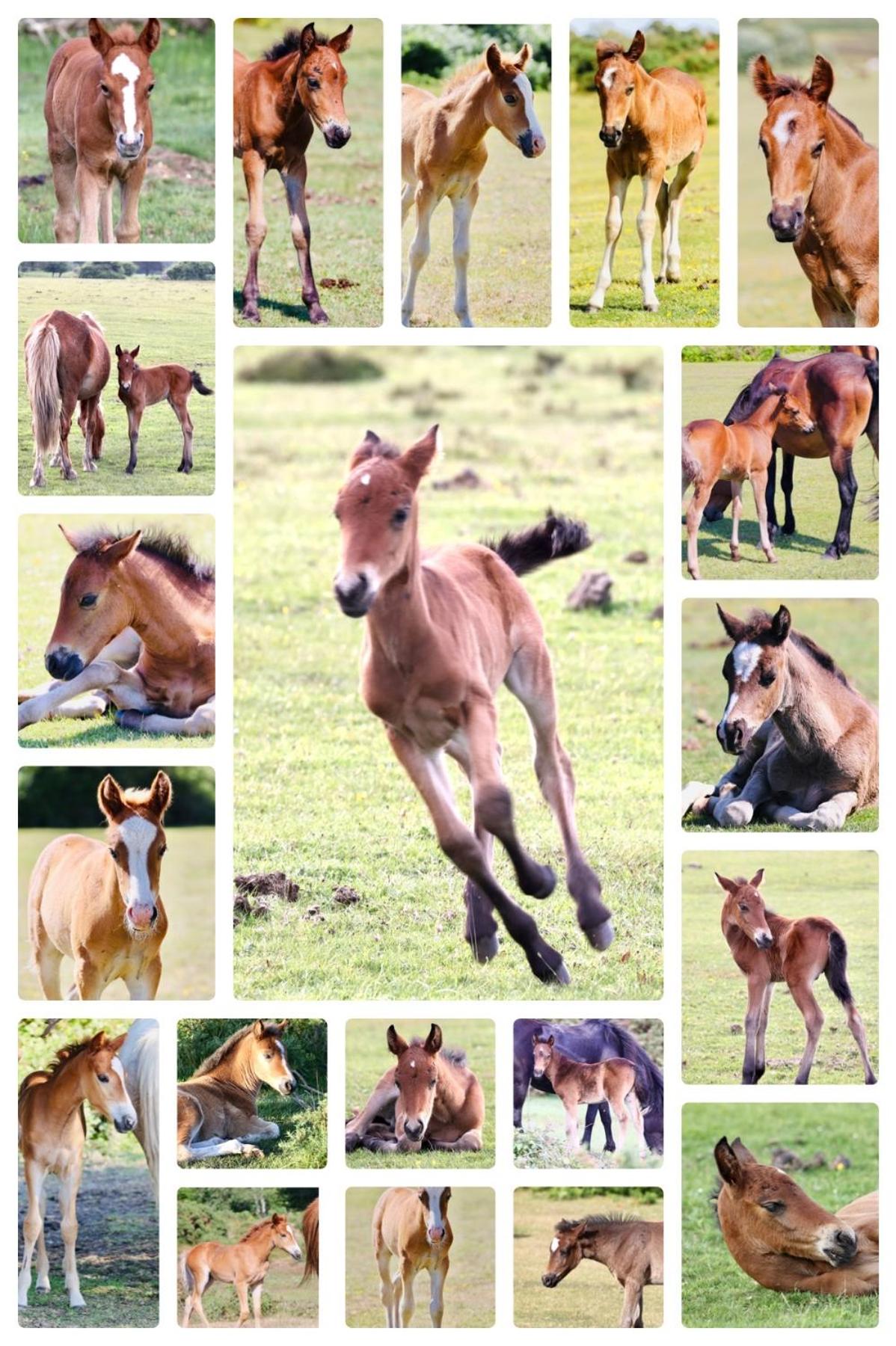 Little Woodside a beautiful New Forest self contained private luxury annexe