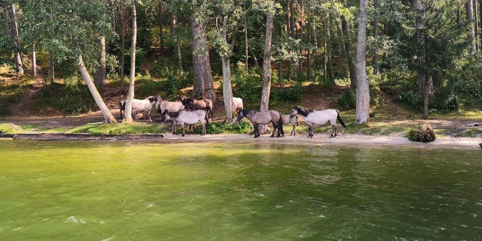 P6 Apartament Mini Light Black