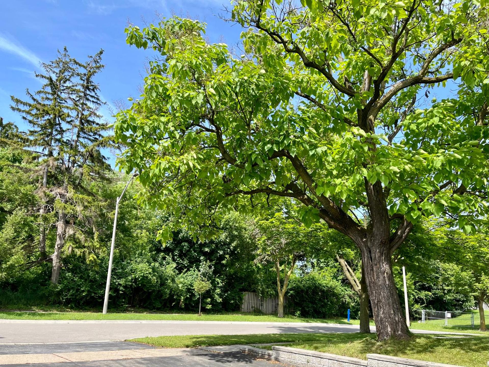 Entire Basement Apartment in Mississauga, Etobicoke