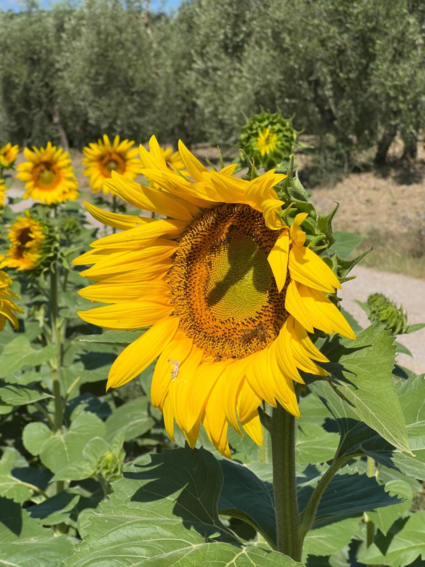 Villa Podere Vista Verde