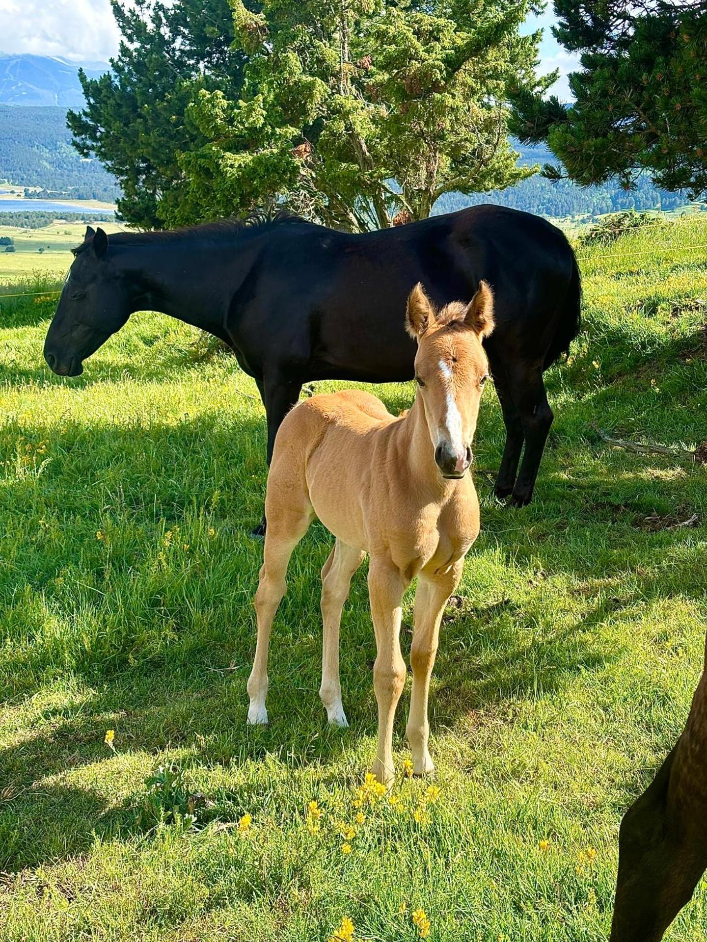 Gîte Ranch Le Serpolet