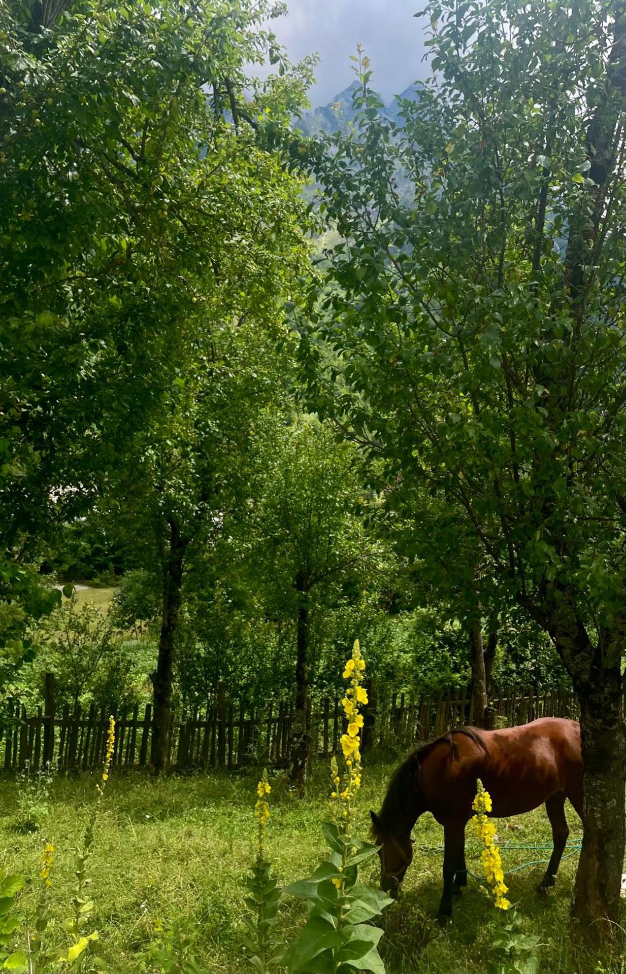 Lazer Çardaku Guest House