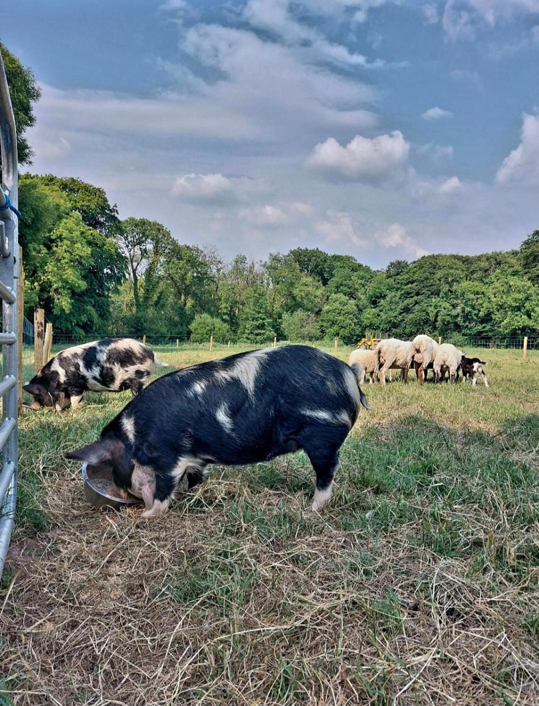 Ballyhoura Farm Escape Experience with Alpacas & Fairy Forest