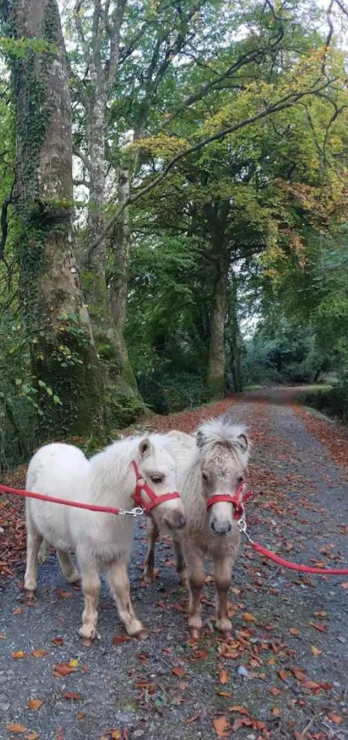 Ballyhoura Farm Escape Experience with Alpacas & Fairy Forest