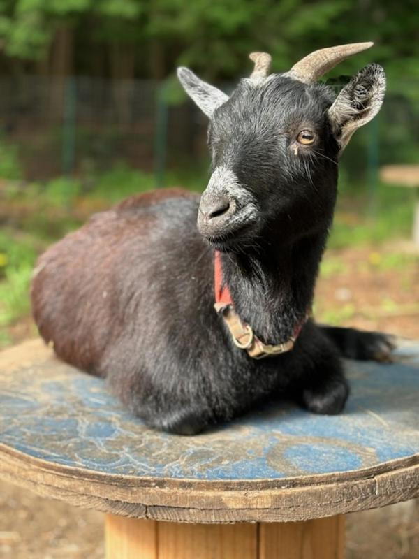 Trekker, Treehouses cabins and lodge rooms