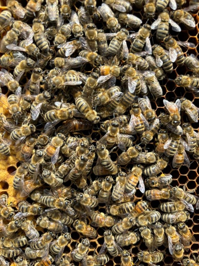 Trekker, Treehouses cabins and lodge rooms