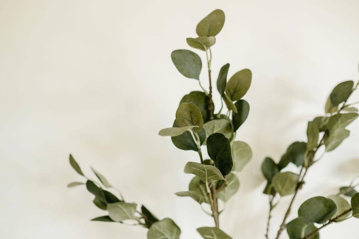 Grange Rd Flat 5 one bedroom