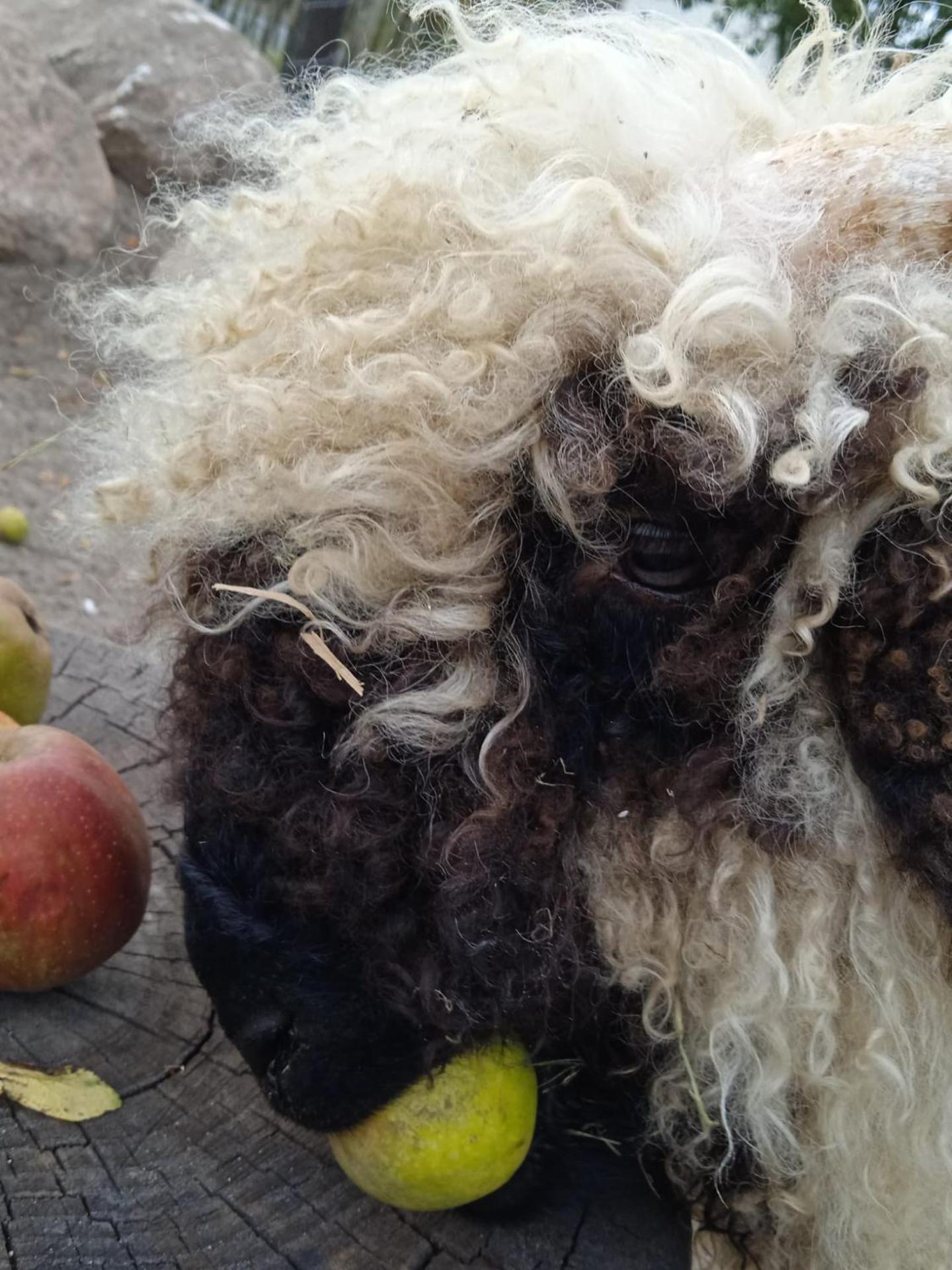 Ferienhaus mit Minibauernhof