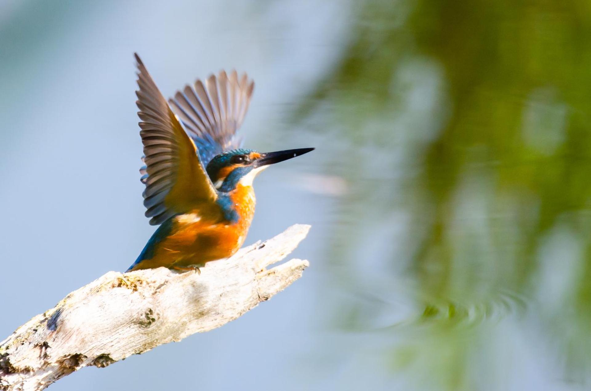 Vakantiewoning De Luysmolen