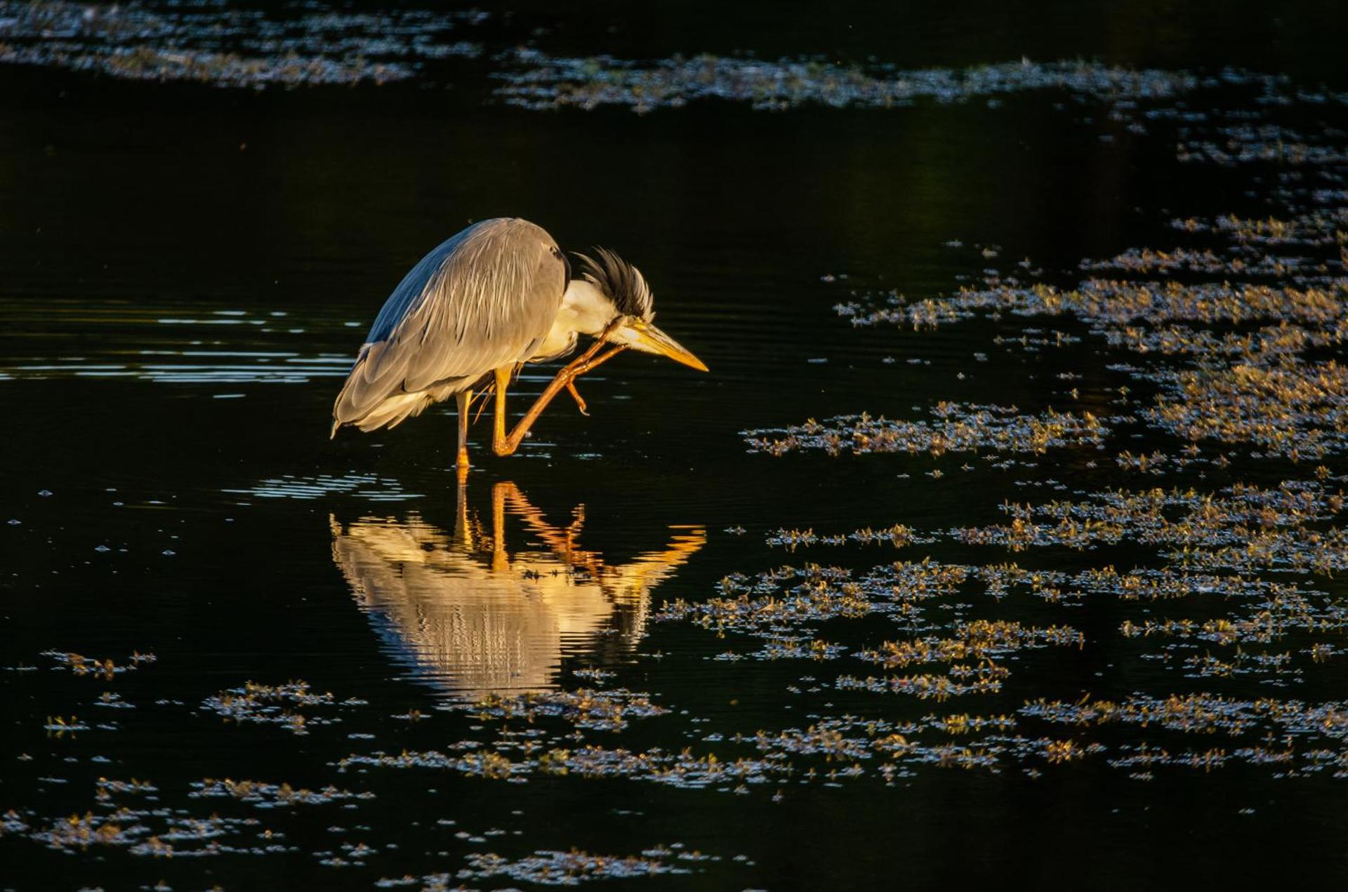 Vakantiewoning De Luysmolen