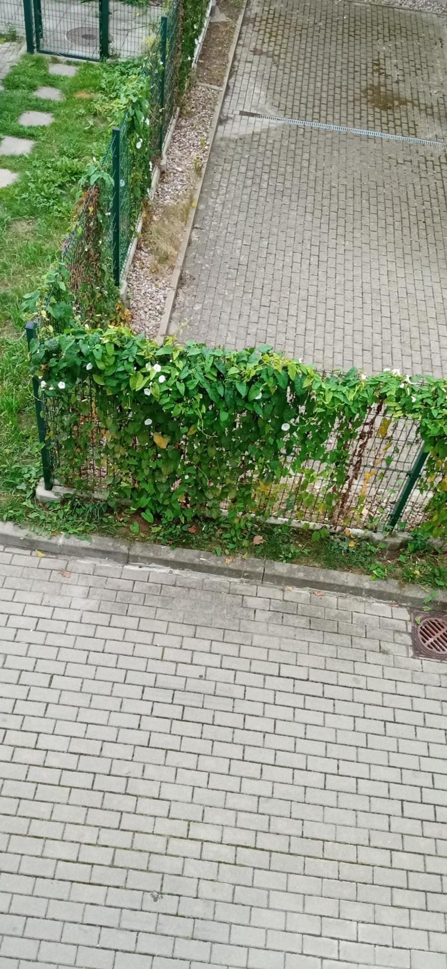 Pepe Apartment 40 mkw