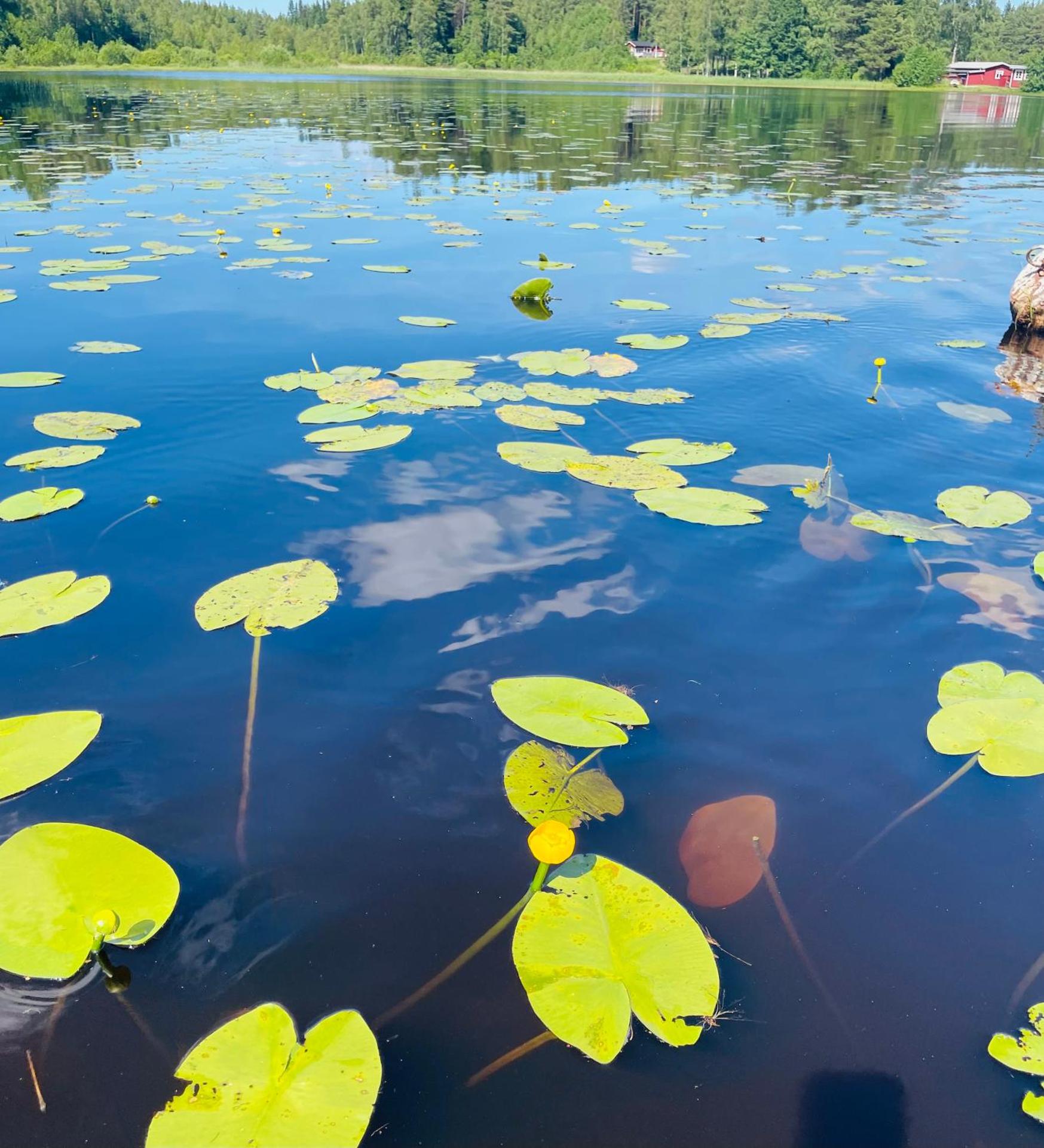 Stuga med strandtomt i Smålands natursköna miljö