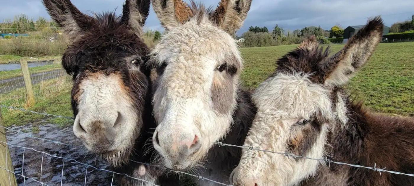 Waterfront Lodges - North Cabin