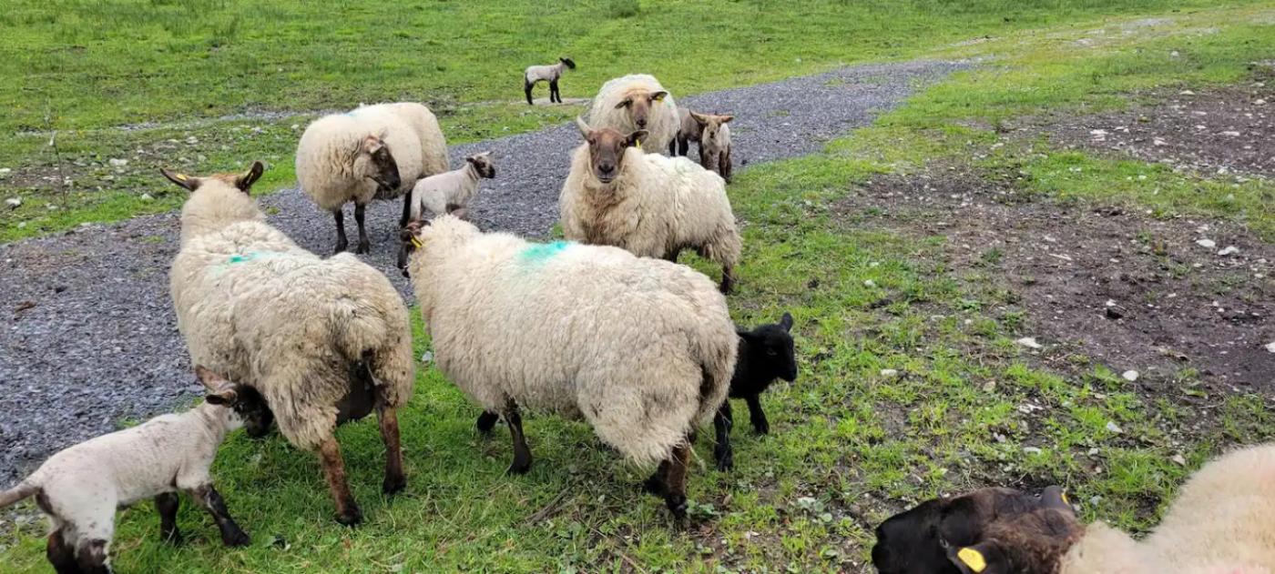 Waterfront Lodges - North Cabin