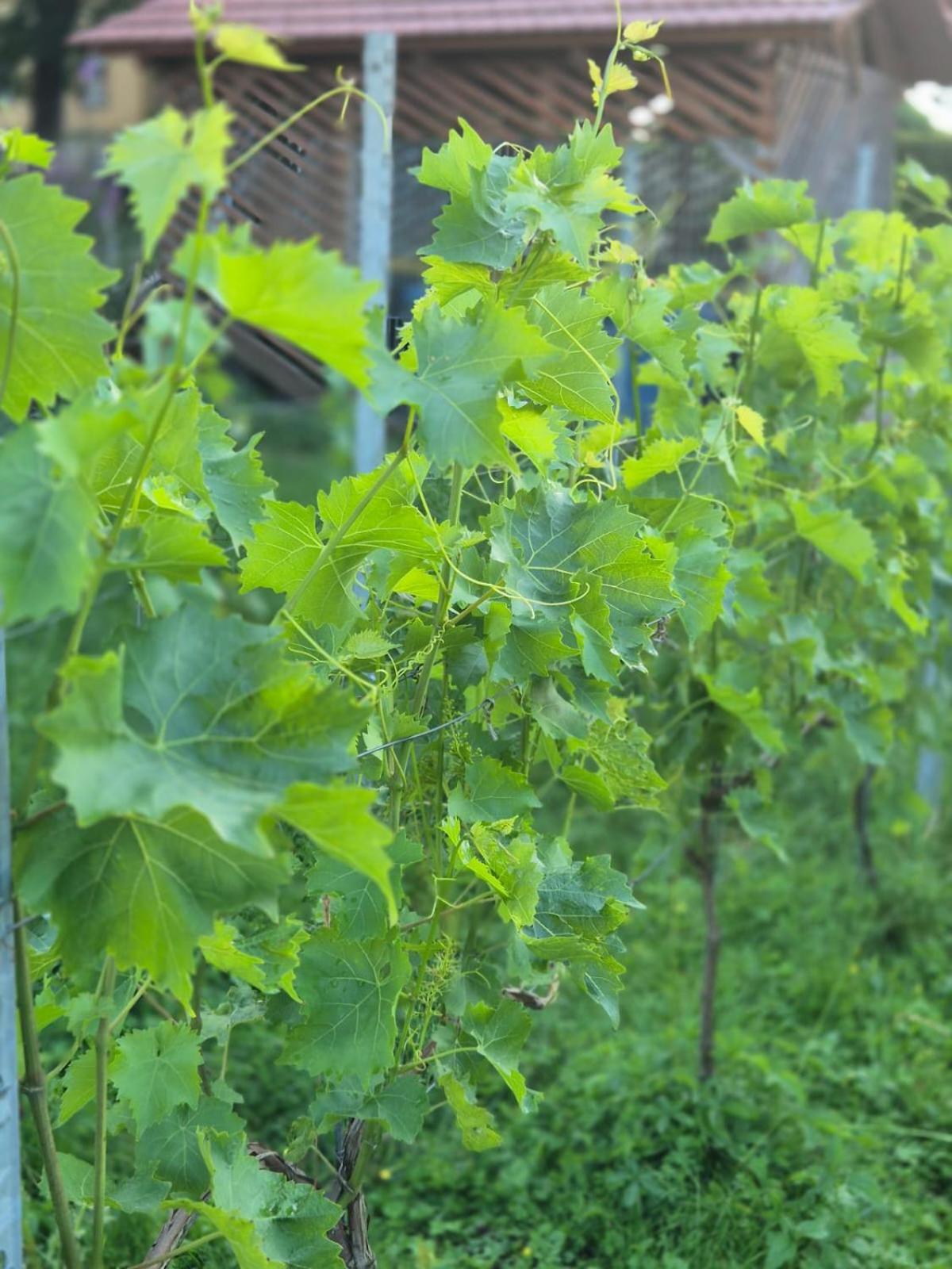 Weingut Lahmer August Appartment Rebstock