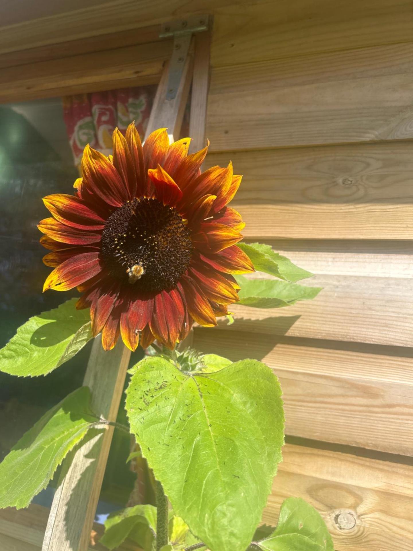 Gypsy Caravan Glamping