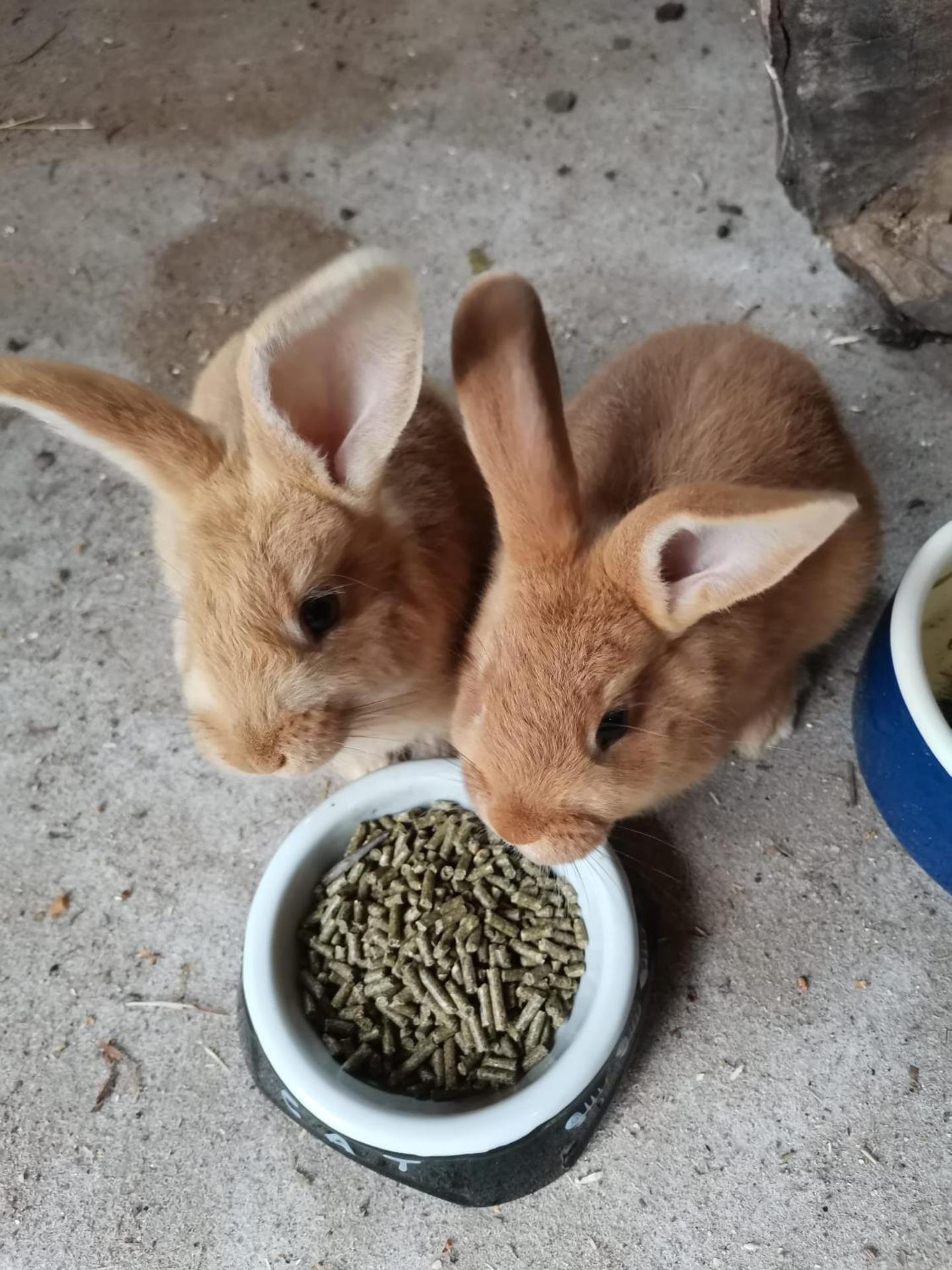 Accommodation and Fishing Vonkale