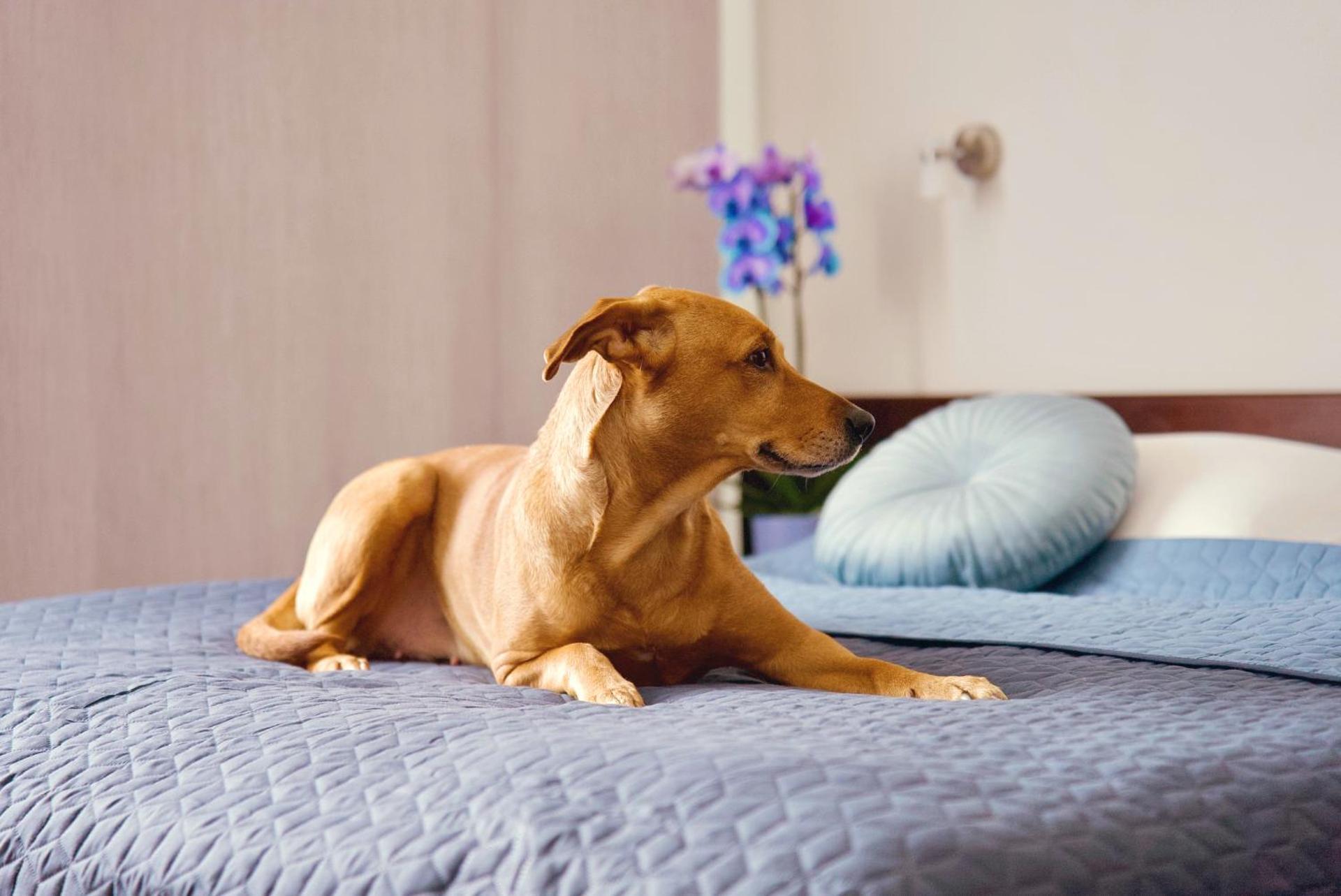 Hotel Merkur - Jablonec nad Nisou