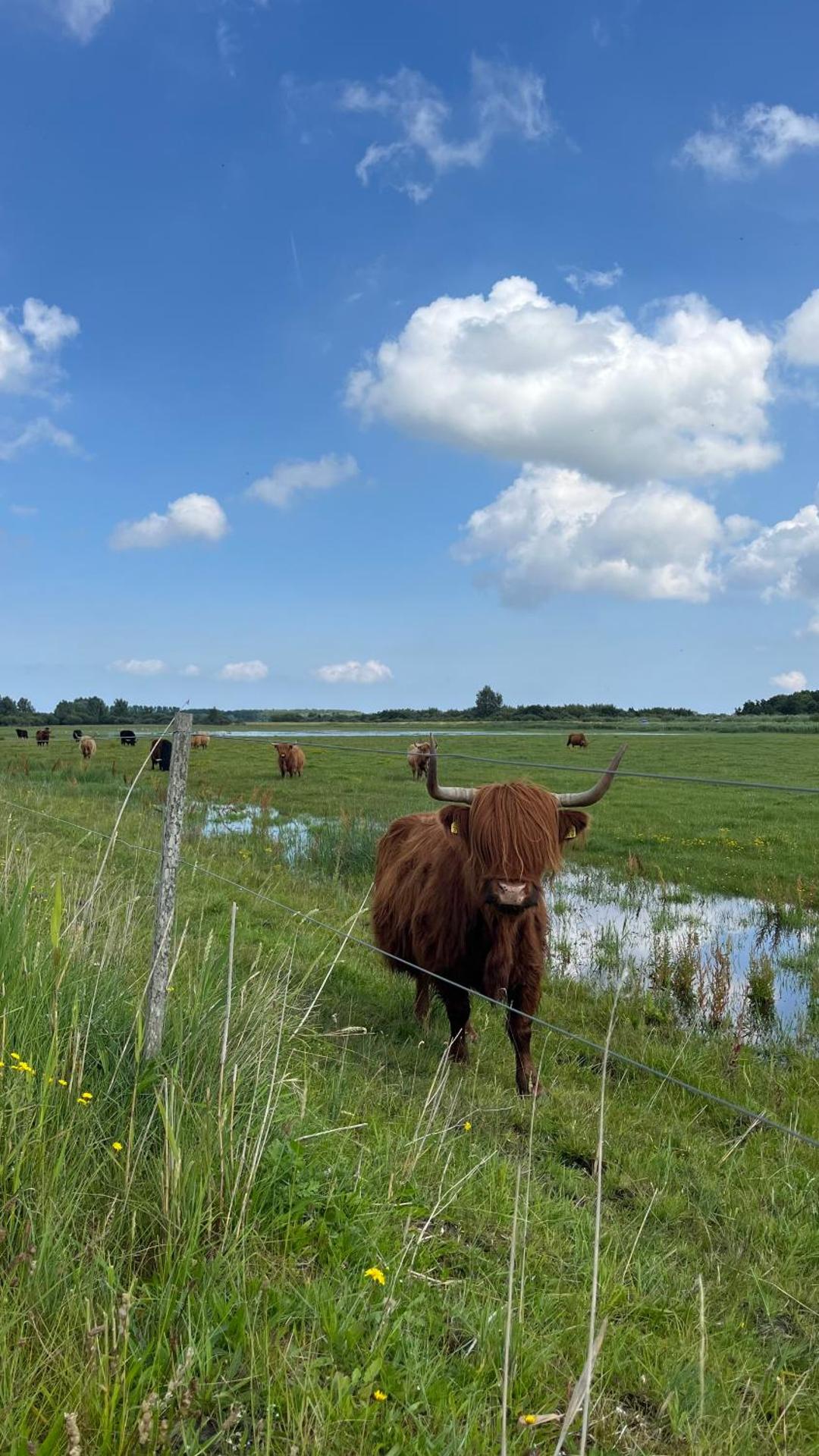 Gastenverblijf 'tsiishokje'