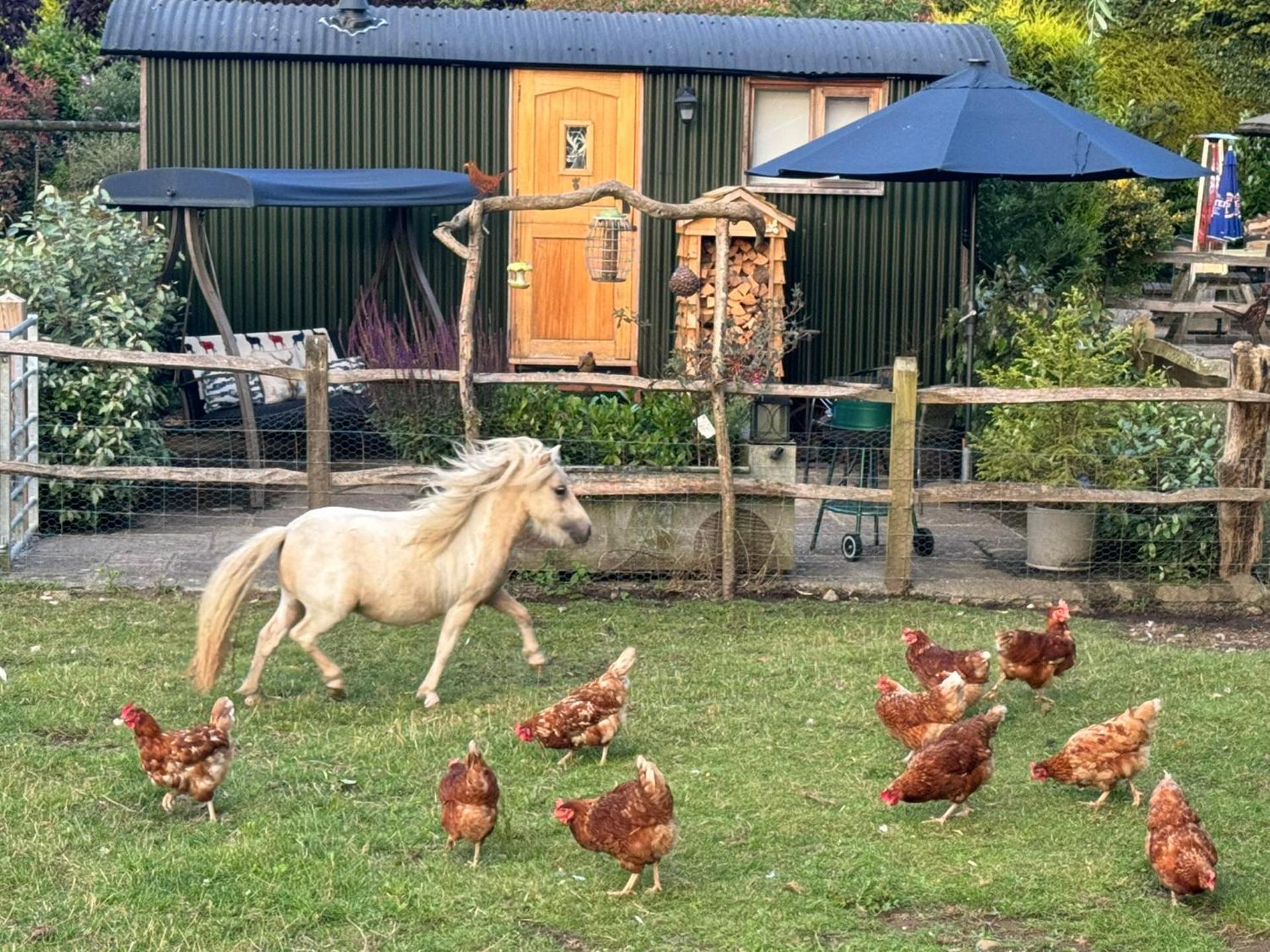 Forest View Shepherd Hut Stag hut