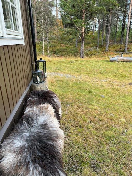 Cozy apartement near Besseggen with a nice outdoor area!