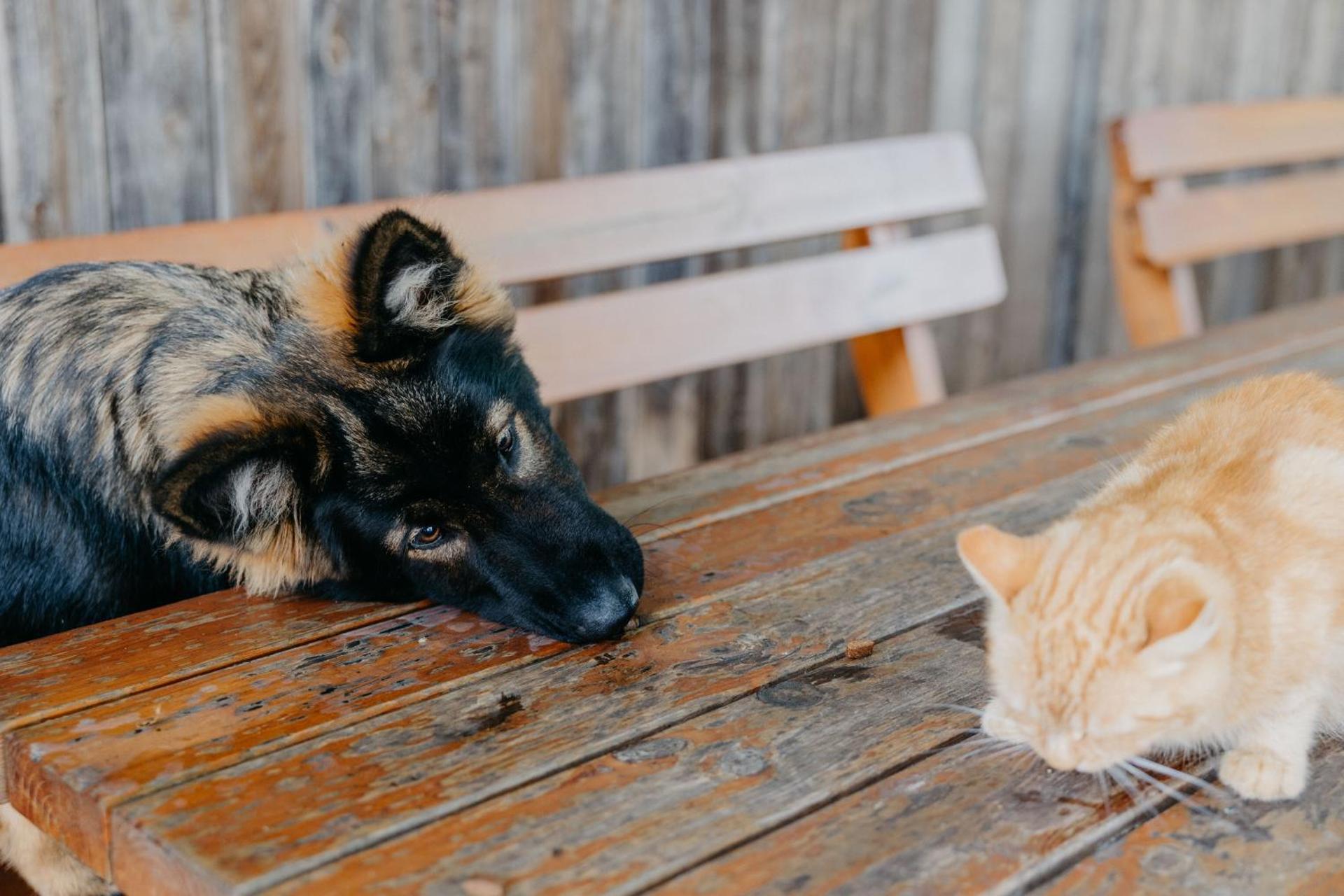 Andis Reiterstüberl, Rainweg 1 , 9311 Überfeld