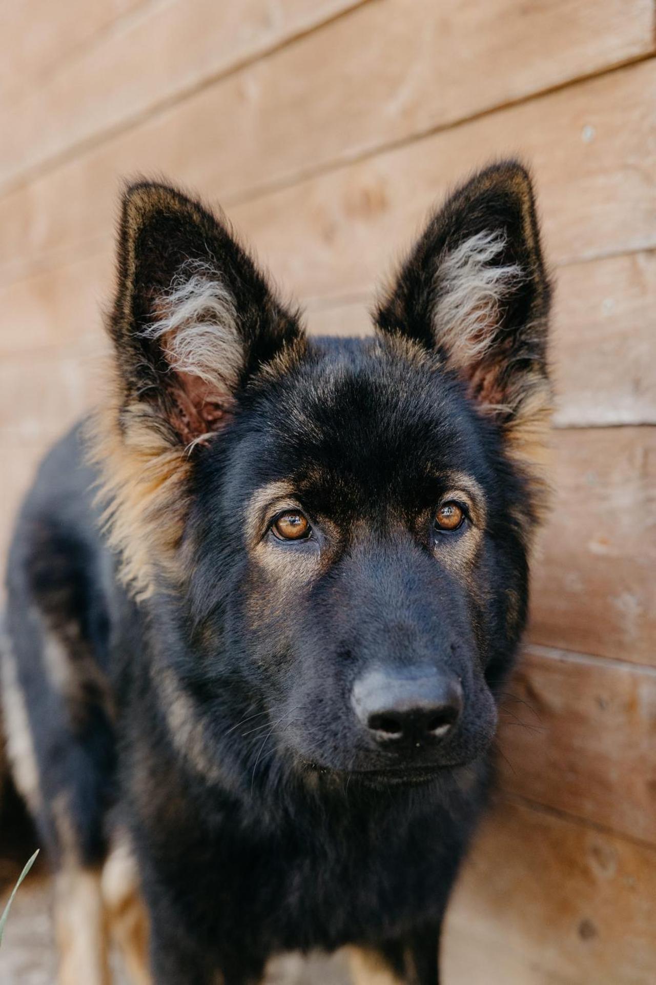 Andis Reiterstüberl, Rainweg 1 , 9311 Überfeld
