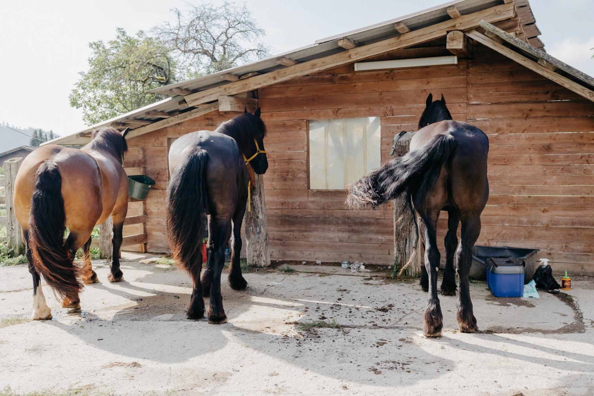 Andis Reiterstüberl, Rainweg 1 , 9311 Überfeld